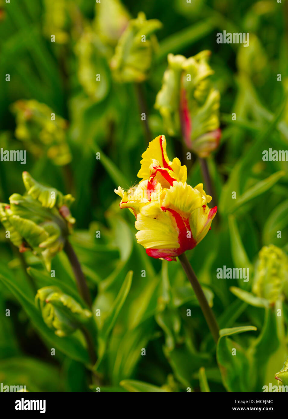 Parrot tulip et beaucoup d'arrière-plan sur la feuille Banque D'Images