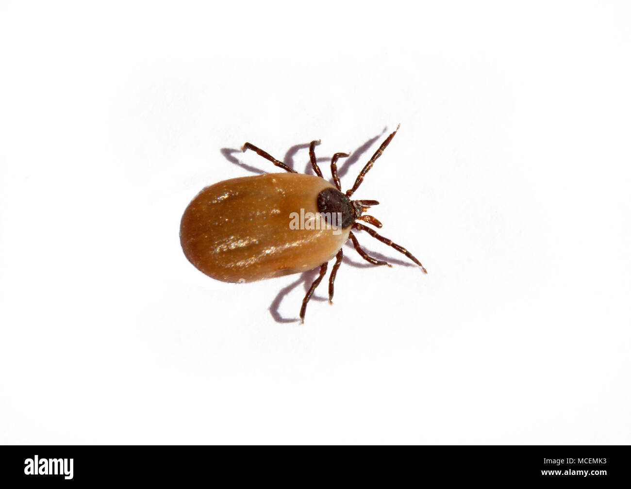 Ricin tick isolated on white Banque D'Images