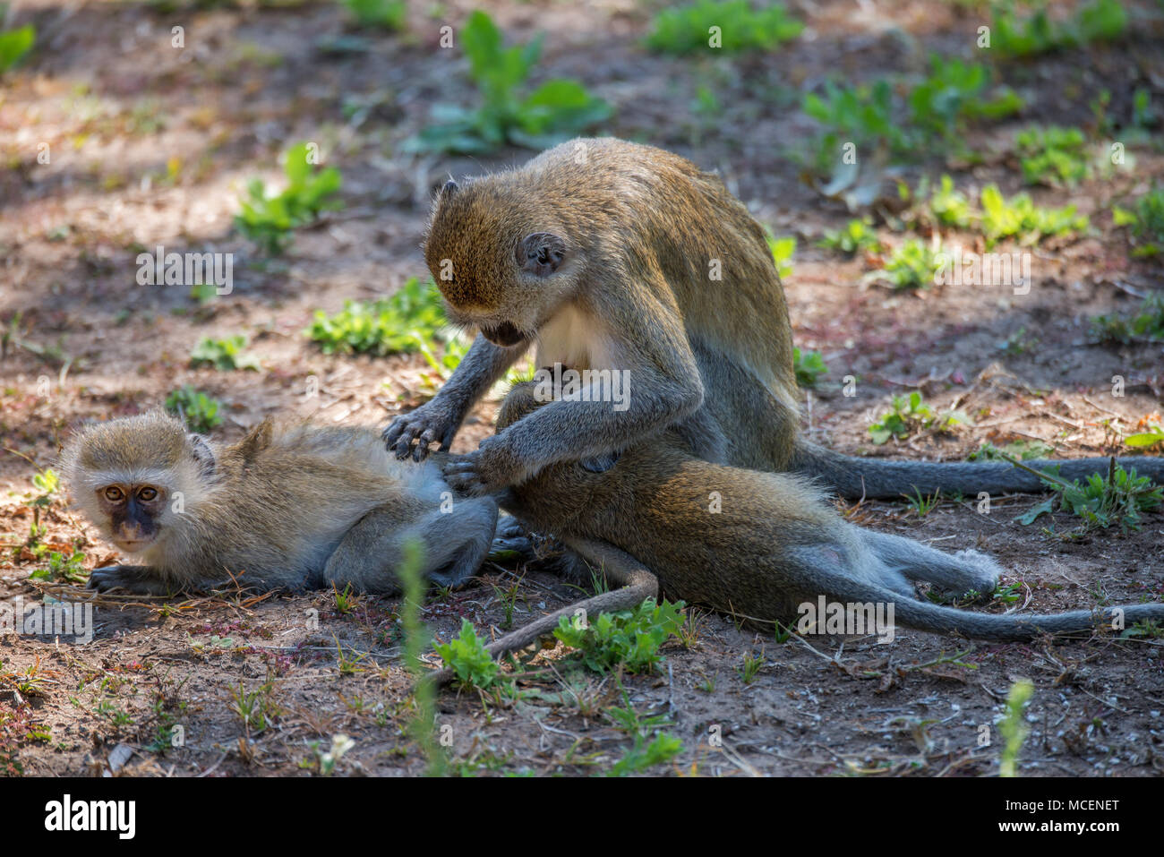 Mère singe vervet (Cercopithecus aethiops) NOURRIR ET SE LISSER SES DEUX JEUNES ENFANTS, Zambie Banque D'Images