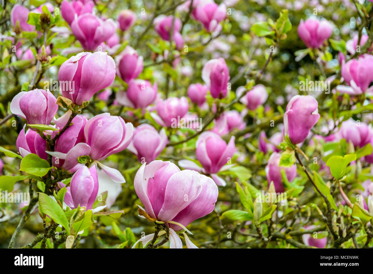Vue rapprochée de la grande fleurs violettes d'un magnolia avec une faible  profondeur de champ Photo Stock - Alamy