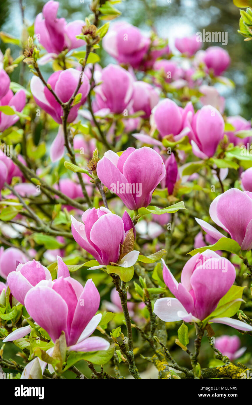 Vue rapprochée de la grande fleurs violettes d'un magnolia avec une faible  profondeur de champ Photo Stock - Alamy