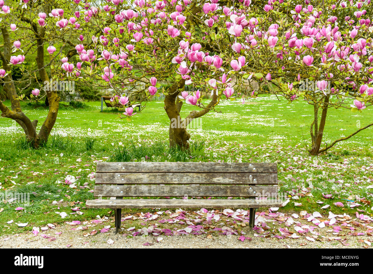 Vue d'un banc en bois dans un jardin public dans le cadre d'un magnolia en fleurs avec de nombreux pétales sur le sol. Banque D'Images