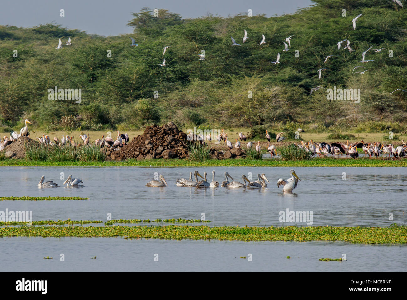 Des pélicans (PELECANUS SP.) LA NATATION DANS LE TROU D'ARROSAGE AVEC CIGOGNES à bec jaune (MYCTERIA IBIS) DERRIÈRE SUR TERRE, LAKE MANYARA NATIONAL PARK, TANZANIA Banque D'Images