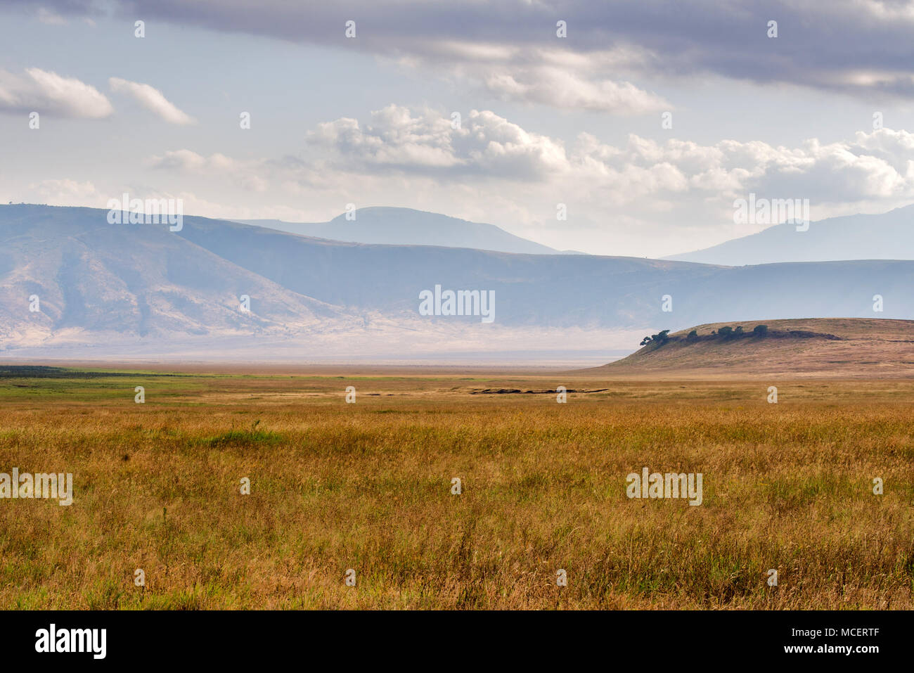 Vue panoramique sur le parc et les crêtes du cratère du Ngorongoro, Ngorongoro Conservation Area, TANZANIA Banque D'Images