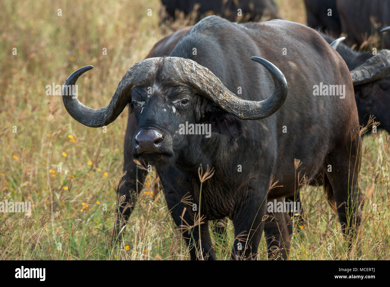 CLOSE UP OF AFRICAN BUFFLE (Syncerus caffer), Ngorongoro Conservation Area, TANZANIA Banque D'Images