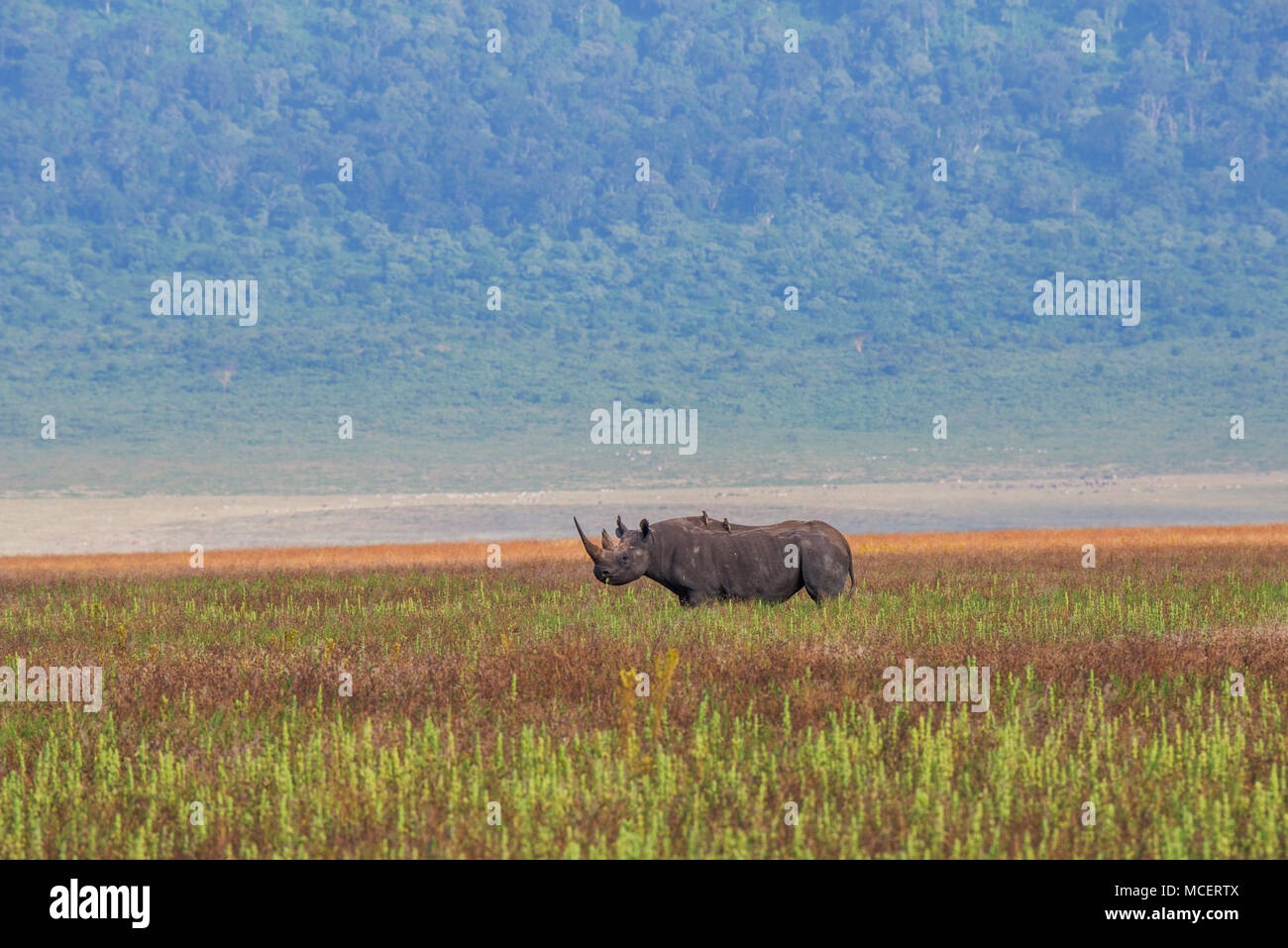 Le rhinocéros noir (Diceros bicornis) dans le cratère du Ngorongoro, Ngorongoro Conservation Area, TANZANIA Banque D'Images