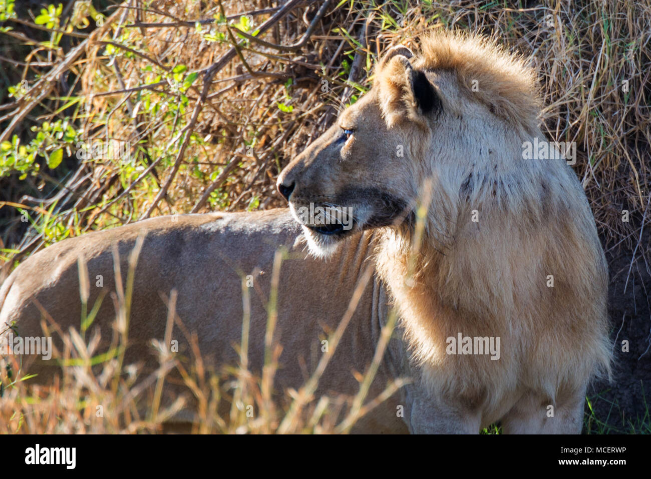 MALE lion (Panthera leo), le parc national du Serengeti, Tanzanie Banque D'Images