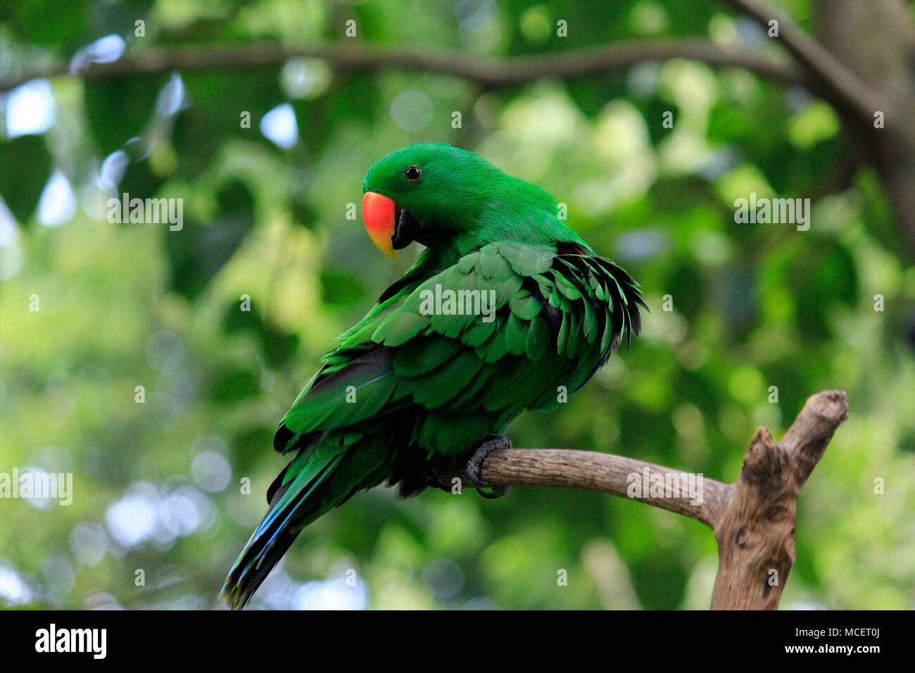 Nuri Bayan (Eclectus Roratus), un perroquet avec intelligence pour imiter les voix humaines. L'habitat des oiseaux se trouve dans les forêts des Maluku et de Papouasie. Banque D'Images