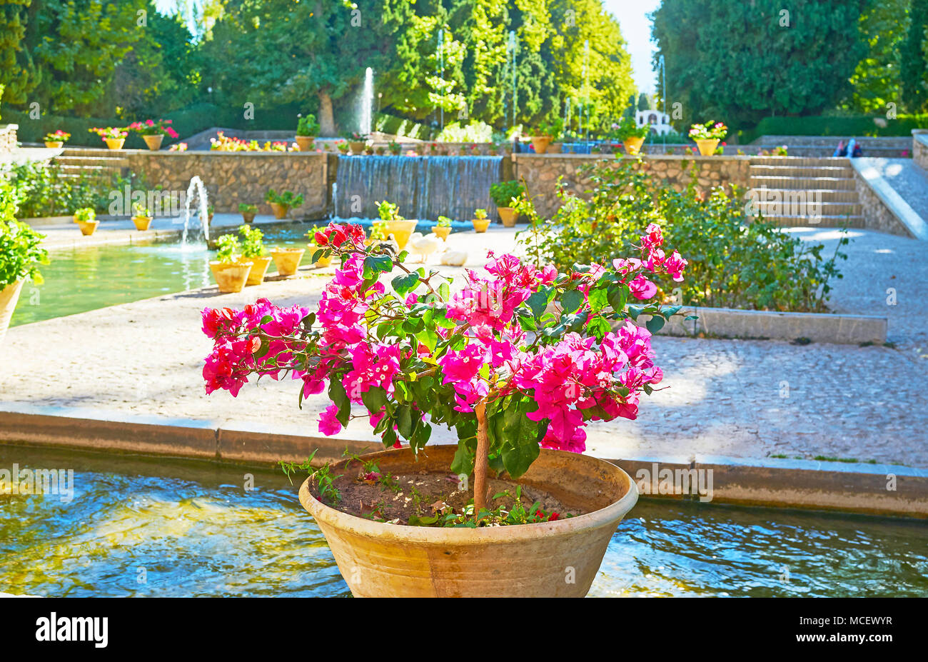 La couleur rose bush de bougainvilliers en pot avec les fontaines de Shazdeh garden sur l'arrière-plan, Mahan, l'Iran. Banque D'Images