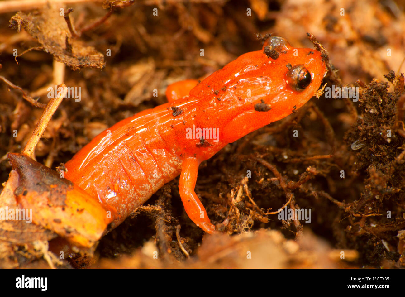 Salamandre, Tunxis State Forest, Virginia Banque D'Images