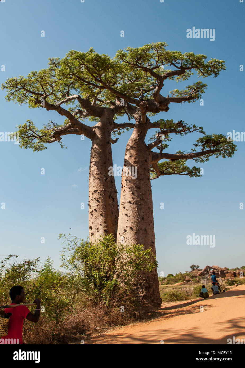 Les baobabs géants sur la célèbre allée des Baobabs à Morondava, Madagascar Banque D'Images