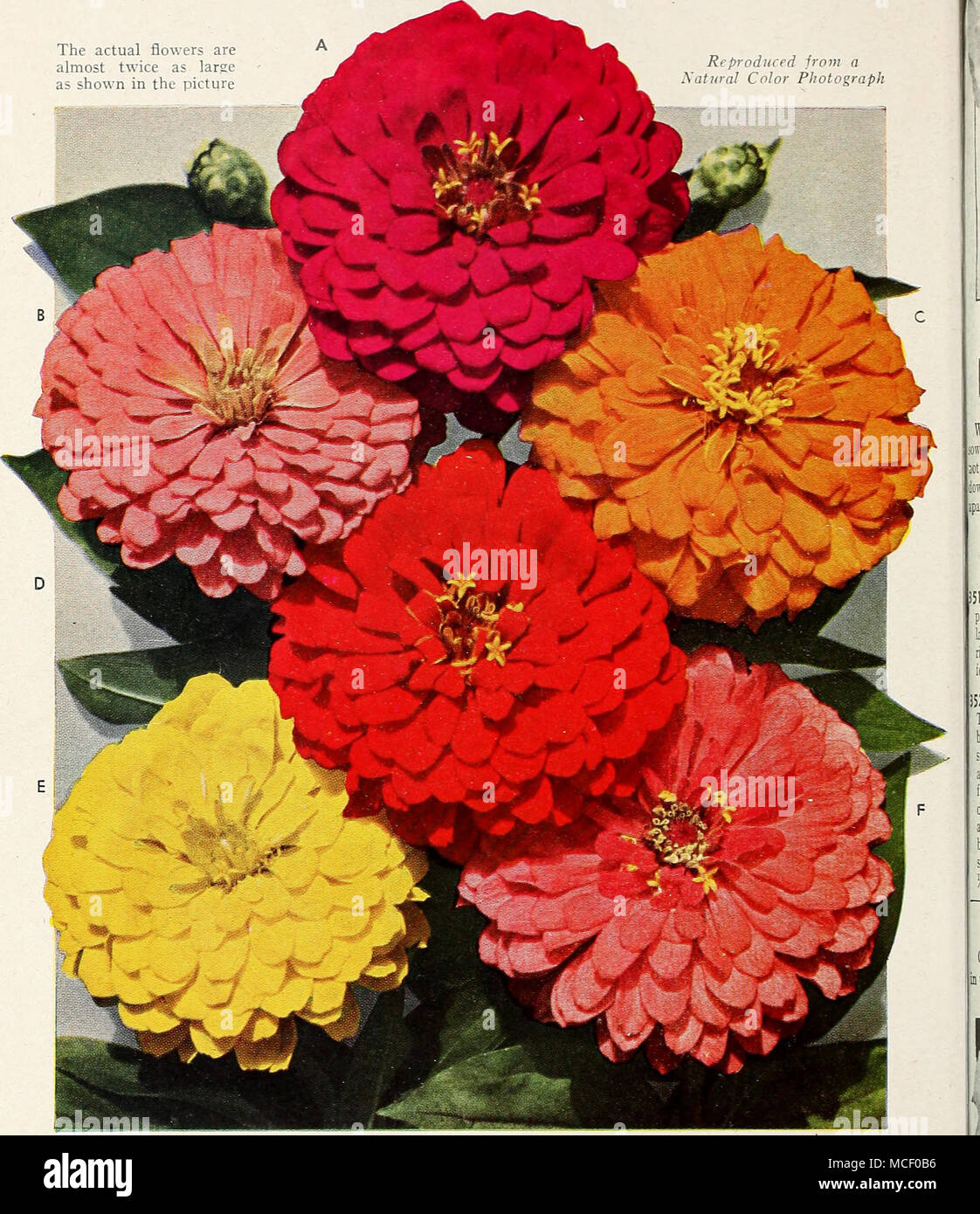 . Les plus colorés de tous les Zinnias géants portant de grandes quantités de fleurs, bien proportionné massive mesurant de 4 à 5 pouces de diamètre s'il est cultivé dans de bonnes conditions. Formes, vigoureux des buissons à fleurs d'environ 3 pi. de hauteur, et fleurit en permanence tout au long de l'été et l'automne. Amende pour jardin dis- play et pour la coupe. 4537 flamme écarlate (D). 4521 Secteur de l'oiseau (E). 4530 L'éclairage (F). 4535 Purple Prince (A). Exquis 4527 (B). L'Oriole de 4531 (C), l'un des ci-dessus : Pkt. 20c ; grand pkt. SOc ; ]4 oz. 7Sc. 4540 Toutes les couleurs mélangées. Pkt. ISc ; grand pkt. 40c ; ^ oz. 60c ; oz $1.75. Suinnier Glo Banque D'Images