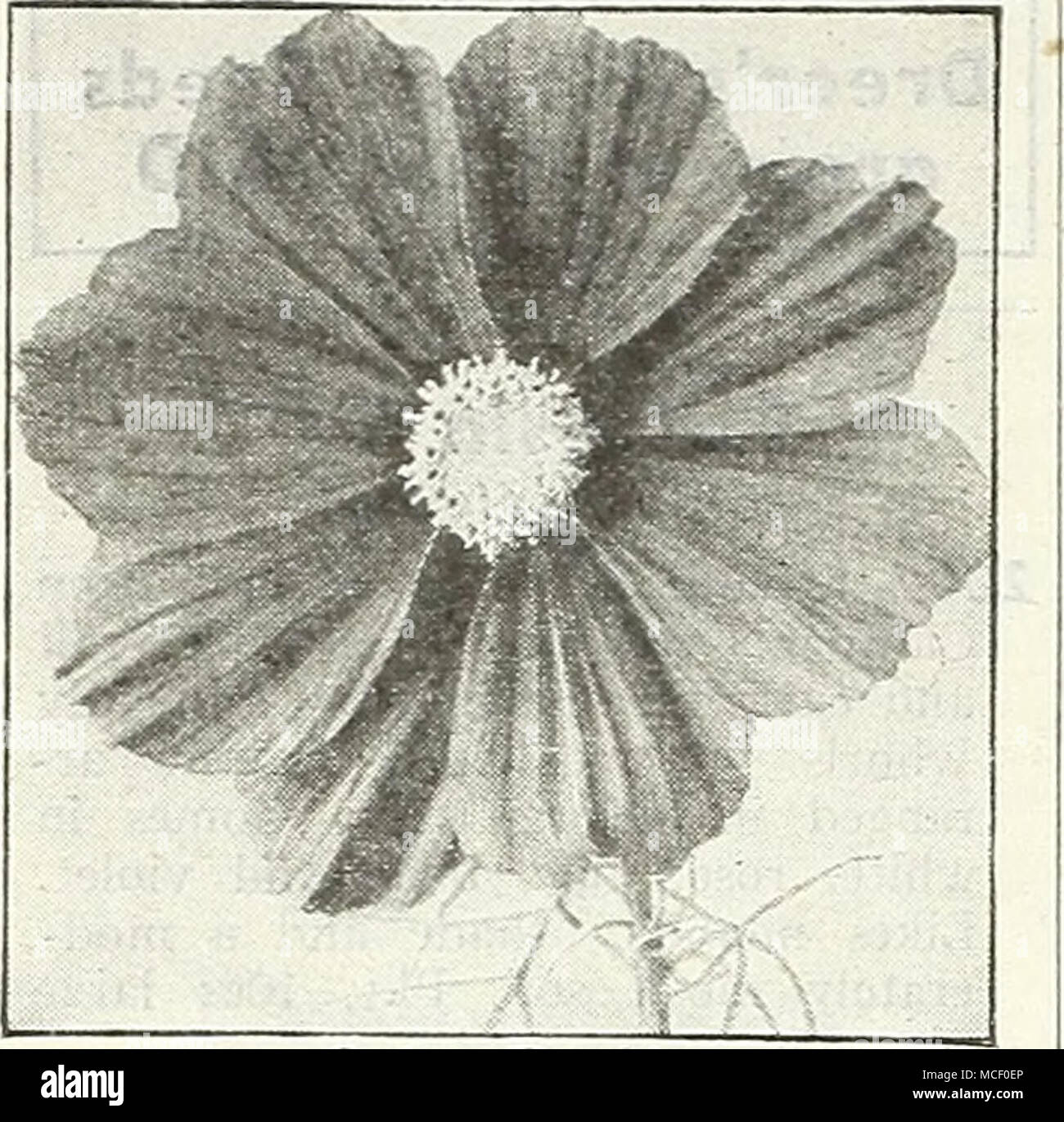 . Dazzler Extra-Early Cosmos Sensation Géant le plus tôt de toutes les fleurs de Cosmos plusieurs semaines d'avance sur tous les autres. A vraiment merveilleuses fleurs de taille exceptionnelle et artistique bien-forme arrondie. La qualité de son nouveau type. 3 à 4 ft. 2037 Crimson. Une couleur très riche. 2046 Dazzler. Le bien-formé, de larges pétales fleurs sont un ap- peler deep crimson amarante. 2038 Pinkie. Une magnifique rose clair. 2039 La pureté. Fleurs blanches exquises. Au-dessus de l'Atiy : Pkt. iSc ; grand pkt. 30c ; ^ oz. 60c. Sensation 2040 mixte. Inclut les trois couleurs. Pkt. 15c ; grand pkt. 30c ; ]4 oz. 60c. Le Cosmos Double précoce Banque D'Images