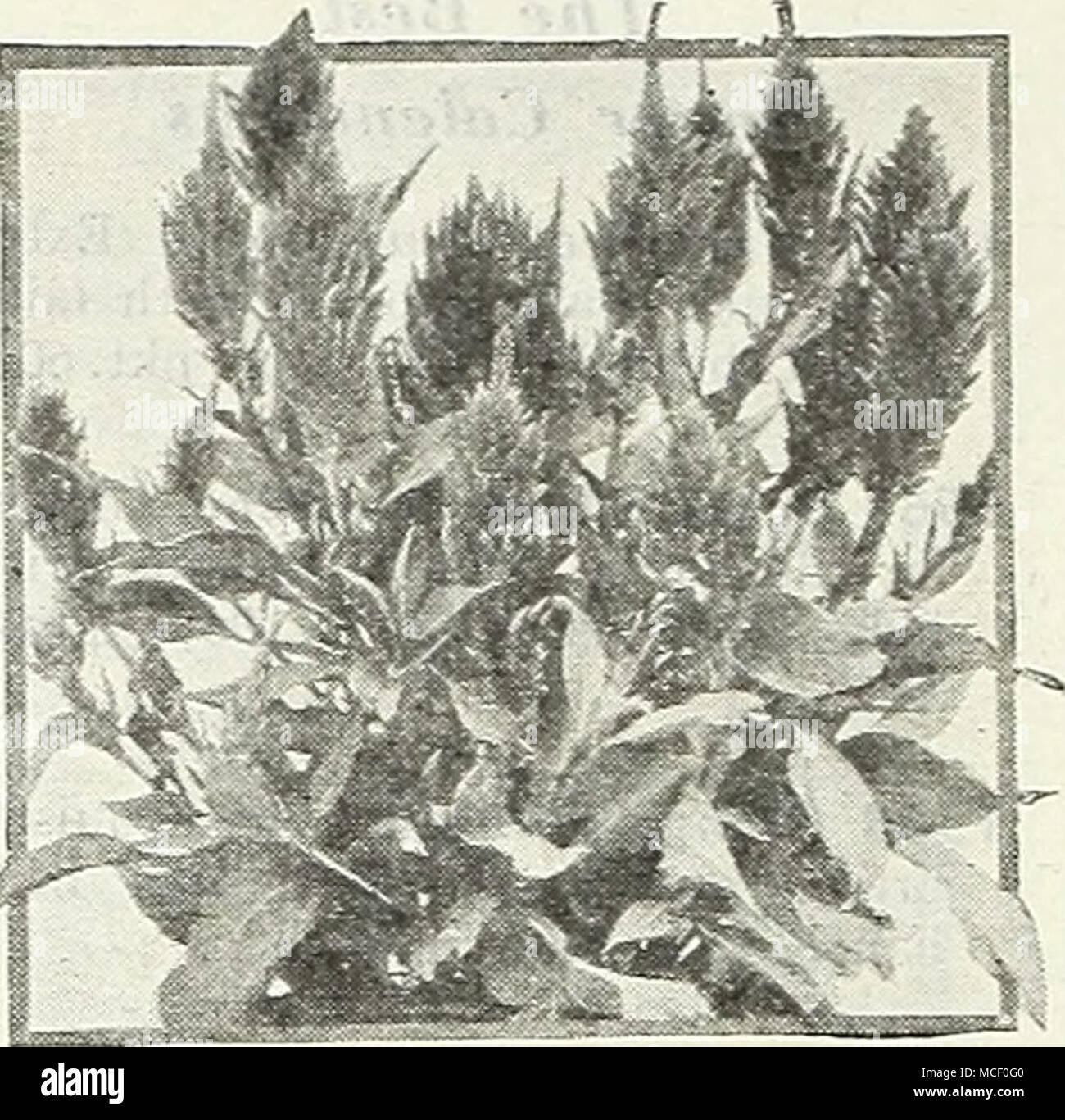 . Cockscomb à plumes Plumes Cockscomb, Lilliput Celosia pluniosa 1845 Magnifica, Plume d'or. Très grand, lumineux jaune d'panaches. 3 pieds. Pkt. 10c ; grand'pkt. 40c. 1847 Magnifica, plumet écarlate. Plumeux, gracieux, panaches écarlates brillant sur un fond solide des plantes 3 pieds de haut. Pkt. 10c ; grand pkt. 40c. 1852 Plumosa magnifica, mitigés. De nombreuses couleurs. 3 ft. Pkt. 10c ; grand pkt. '40c ; 34 oz. 60c. 1853 Lilliput, Fire Feather. Rouge feu brillant. 18 pouces touffue des plantes. Pkt. 20c ; grand pkt. 75c. 1855 Lilliput, Golden Feather. Bril- liant jaune doré. En EST. Pkt. 20c ; grand pkt. 7Sc. 1859 Pyra Banque D'Images