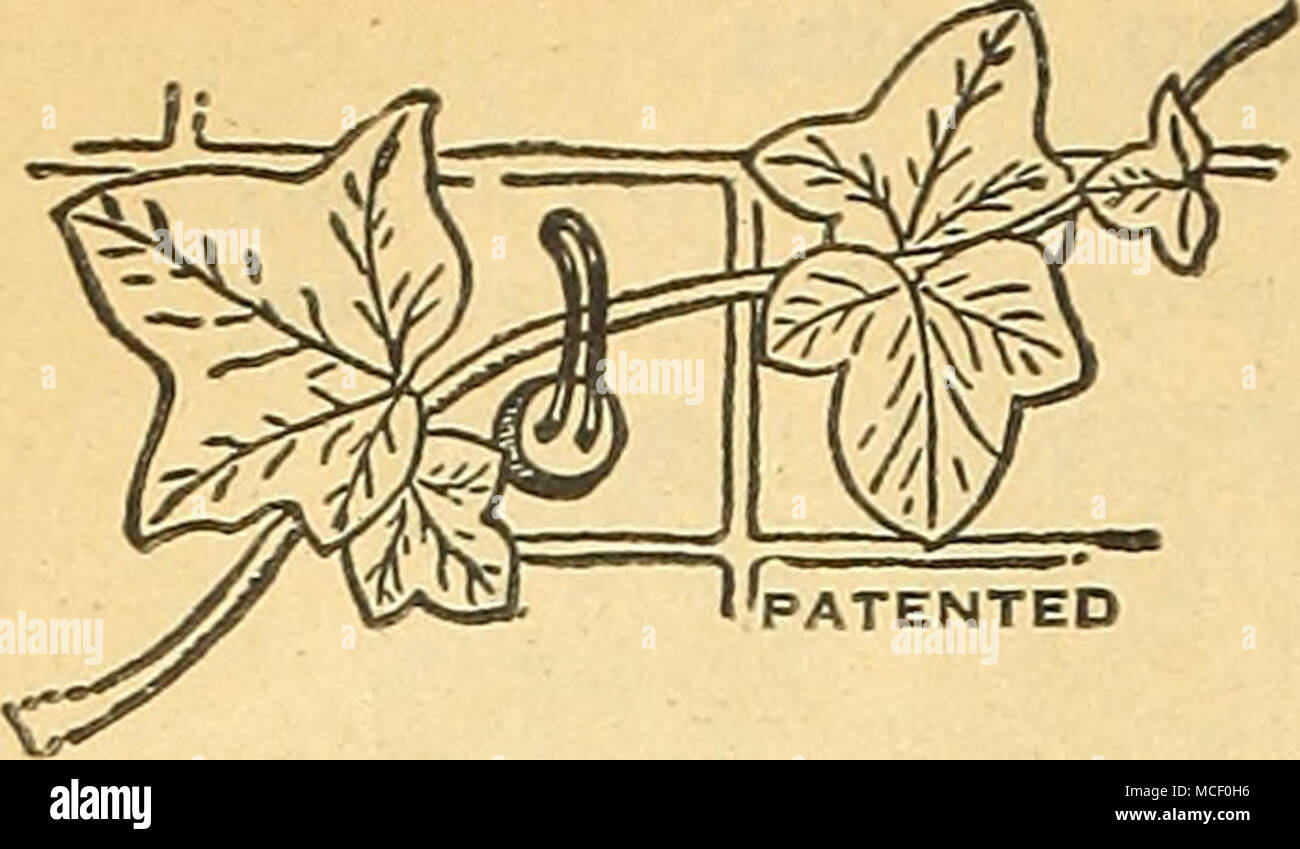 . Wayward breveté Vine Guider et appuyer. Une nouvelle et facile de former toutes sortes de vignes à la brique, le stuc, la pierre, le marquage CE et les murs en bois sans clous ou trous parce que les supports sont ce œuvre au mur à l'aide d'un ma- terial fournie à cette fin. Ce ciment spécial n'est pas affectée par les conditions météorologiques. Les vignes sont maintenus en place par des boucles de câble qui peut être plié facilement. Votre choix de la brique rouge, gris ou blanc. Couleur d'un état voulu. Par boîte de 25 y compris ce- ment sl.OO, postpayé. Banque D'Images