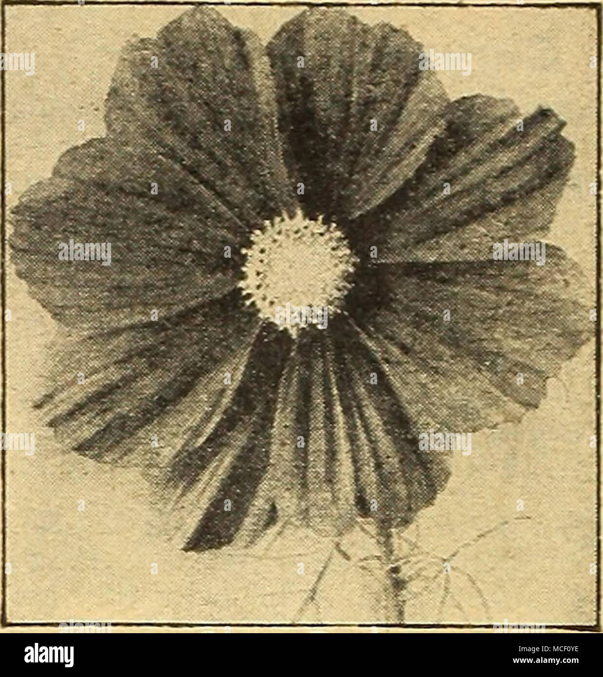 . Dazzler Extra-Early Cosmos Sensation Géant le plus tôt de toutes les fleurs de Cosmos plusieurs semaines d'avance sur tous les autres. A vraiment merveilleuses fleurs de taille exceptionnelle et artistique weil-forme arrondie. La qualité de son nouveau type. 3 à 4 ft. 2037 Crimson. . Très riche en couleur. 2046 Dazrier. Le bien-formé, de larges pétales fleurs sont un ap- peler deep crimson amarante. 2038 Pinkie. Une magnifique rose clair. 2039 La pureté. Fleurs blanches exquises. L'un des ci-dessus : Pkt. 15c ; grand pkt. 30c ; ]4 oz. 60c. Sensation 2040 mixte. Inclut les trois couleurs. Pkt. 10c ; grand pkt. 25c ;  % oz. 40c. Le Cosmos Double précoce Banque D'Images