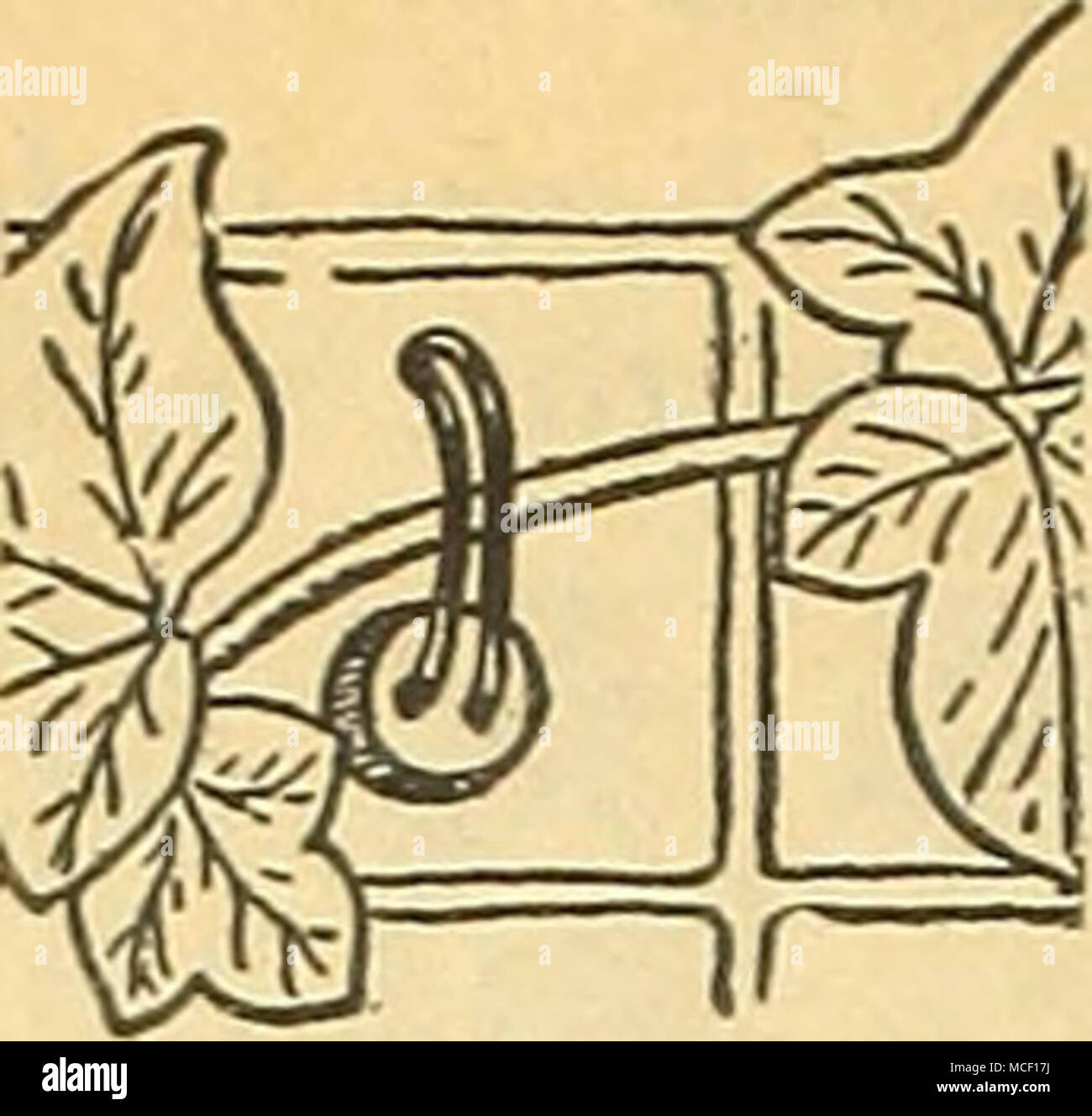 . ^ayMiatd d'importantes contributions V Guide de vigne et de soutien. Une nouvelle et facile de former toutes sortes de vignes à la brique, le stuc, la pierre, le marquage CE et les murs en bois sans clous ou trous parce que les supports sont ce œuvre au mur à l'aide d'un ma- lité] fournie à cette fin. Ce ciment spécial n'est pas affectée par les conditions météorologiques. Les vignes sont maintenus en place par des boucles de câble qui peut être plié facilement. Votre choix de la brique rouge, gris ou blanc. Couleur d'un état voulu. Par boîte de 25 y compris- ment ce $1.00, services postpayés. Banque D'Images