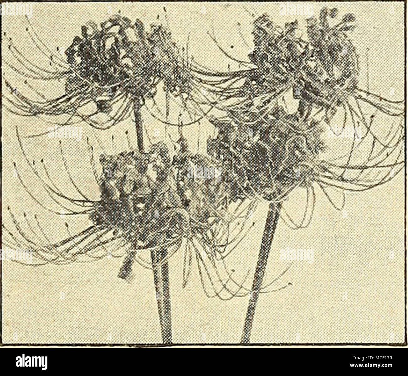 . Lycoris Lycoris radiata 40-630 rcsdiai-o Septembre Spider Lily Commandez maintenant pour une livraison en juillet et des plantes à la réception pour fixer les fleurs cette année. Placer trois bulbes dans un pot de cinq pouces. Si plantés après août, ils seront probablement développer uniquement le feuillage. Les feuilles apparaissent après les fleurs rose-saumon qui apparaissent de septembre à novembre. De plus en plus garder le feuillage pendant l'hiver et au printemps. Les étamines saillantes, ajouter un intérêt considérable. Ceci est souvent appelé à tort Jonathan Cerrada-mon Paradis ou Guernesey Lily. Bulbes : mammouth 3 pour 40c ; 12 pour 1,40 $ ; 25 pour 2,50 $ ; 100 pour 9 $. Banque D'Images