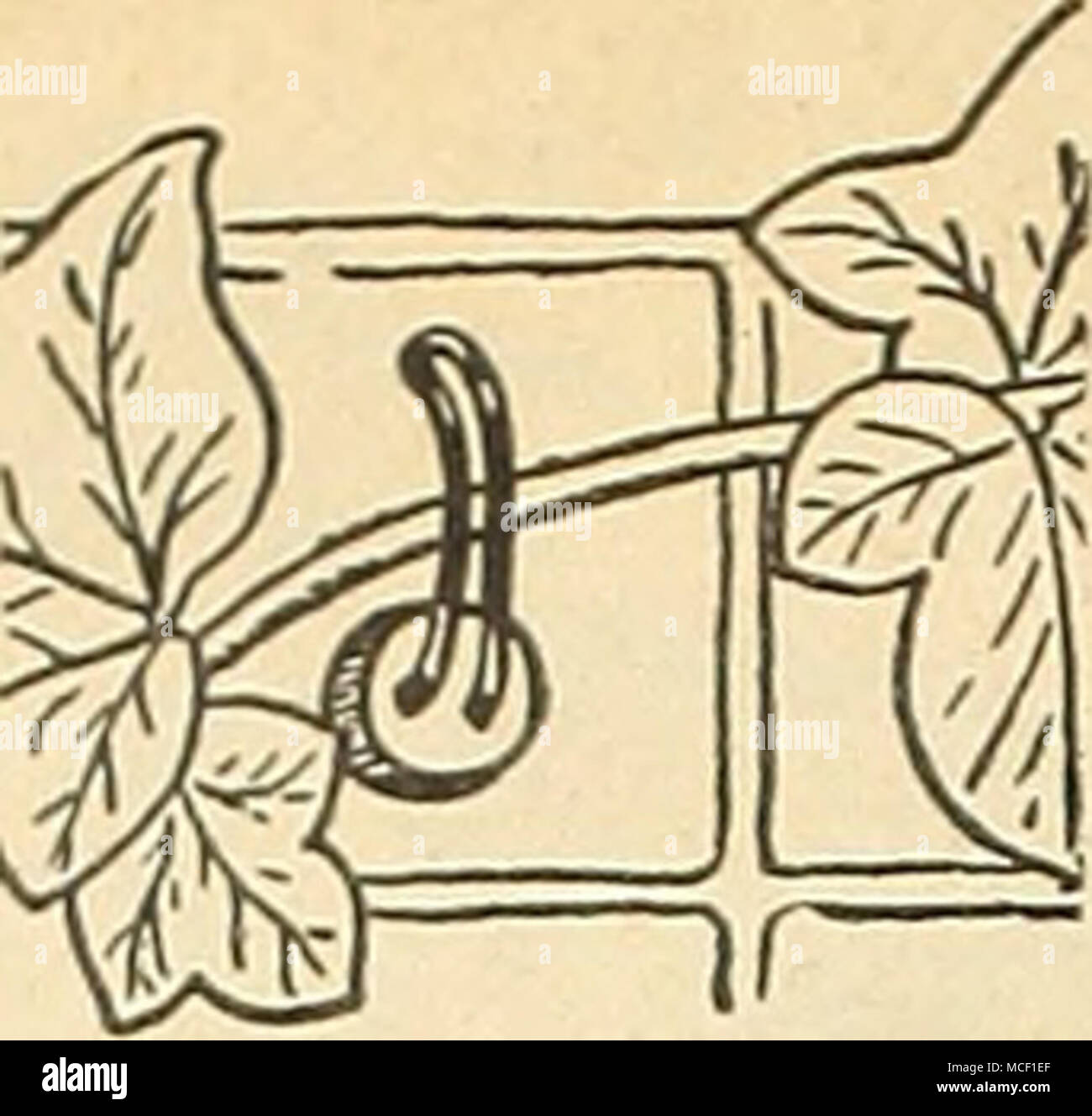 . D'importantes contributions de vigne Wayward Guider et appuyer. Une nouvelle et facile de former toutes sortes de vignes à la brique, le stuc, la pierre, le marquage CE et les murs en bois sans clous ou trous parce que les supports sont ce œuvre au mur à l'aide d'un ma- terial fournie à cette fin. Ce ciment spécial n'est pas affectée par les conditions météorologiques. Les vignes sont maintenus en place par des boucles de câble qui peut être plié facilement. Votre choix de la brique rouge, gris ou blanc. Couleur d'un état voulu. Par boîte de 25 y compris- ment ce $1.00, services postpayés. Banque D'Images