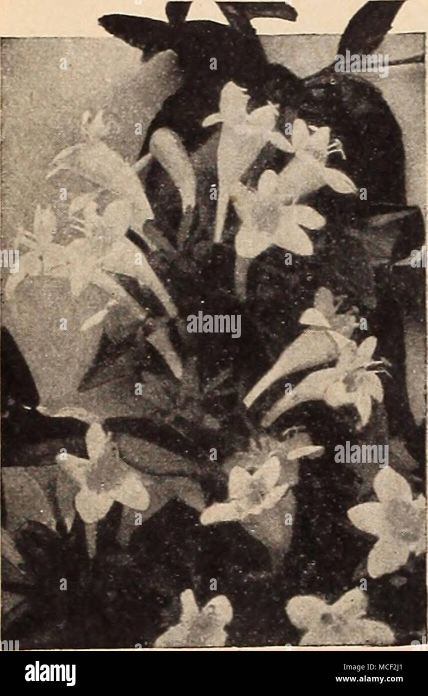 . Abelia chinensis ABELIA grandiflora- -Bush (Arbutus M Un des meilleurs arbustes à fleurs pour la fondation de l'ensemencement en combinaison avec d'autres conifères et d'arbustes. Ils fleurissent abondamment tout au long de l'été et ont plus de succès dans une situation abritée ou où les hivers ne sont pas trop graves. 26 à 101 Chinensis grandiflora. . De plus en plus compact de taille moyenne arbuste produisant en été et l'automne des grappes voyantes de forme de cloche fleurs blanc rosâtre. 4 pots 50c chacune. Les azalées à feuilles persistantes Hardy © ces variétés sont les plus robustes et les plus souhaitables pour général jardin la plantation. Jusqu'à e Banque D'Images