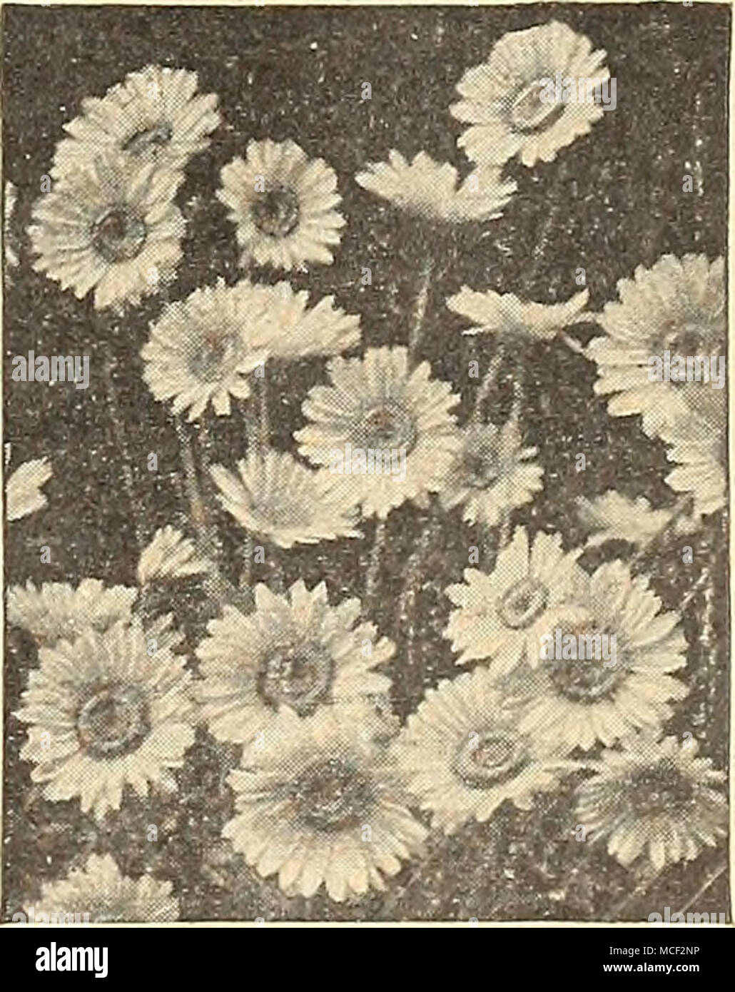 Anthemis Anthemis Kelwayi Fp Golden Marguerite 1123