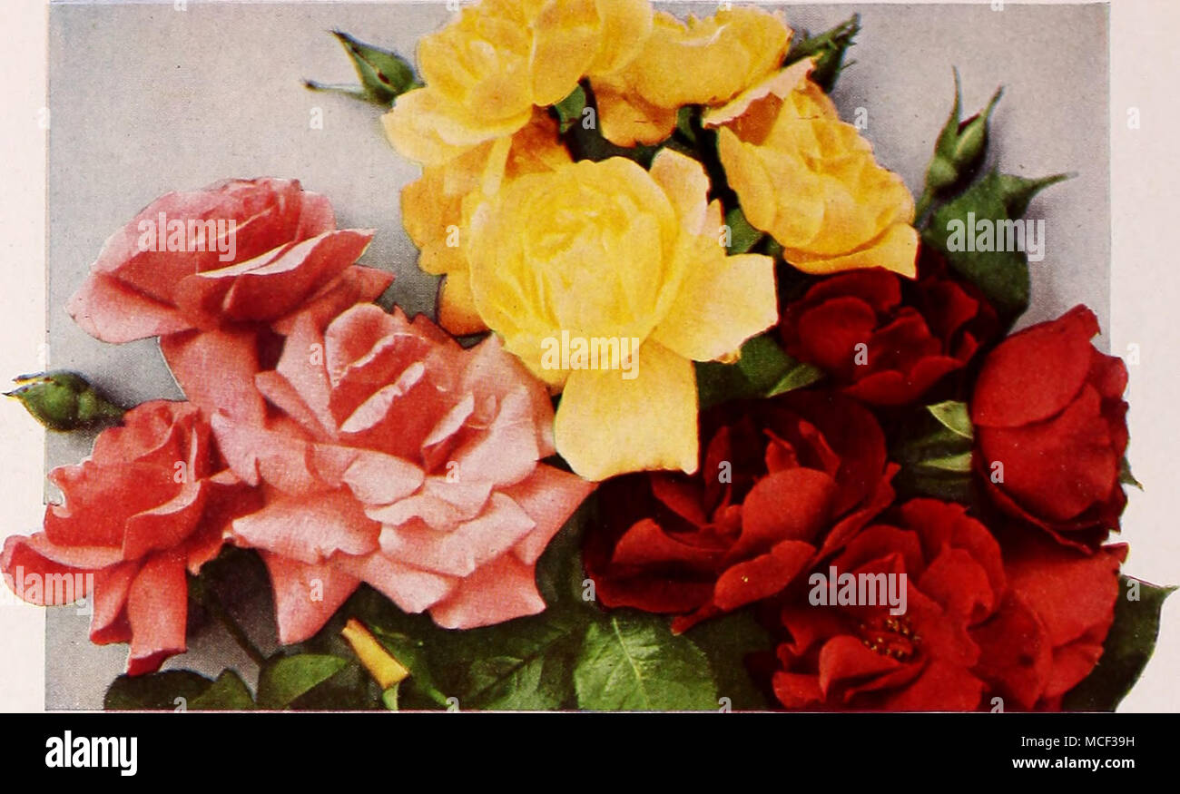 . Trois nouveaux spectaculaire Floribunda Roses 18-411 18-463 Cheerio Sunmist le mauve clair couleur rose de la grande un splendide compagnon de la pic d'autres grappes de fleurs- donnera une longue saison dis- ment avec des fleurs jaune canari moelleux jouer. En pot ou en sommeil : 1 $ chacune ; la charge avec la plus grande profusion. En sommeil S10.00 par doz. ou : en pot de 1 $ chacune ; 10,00 $ douz. 18-925 L'une de ces trois grandes-floraison Floribunda "', Roses, soit en dormance ou en pot, valeur $3.00, pour "P H3J JJ 18-457 vraiment spectaculaires en velours rouge cramoisi vif comme le lac- fleurs juste couvrir la plante par- o Banque D'Images