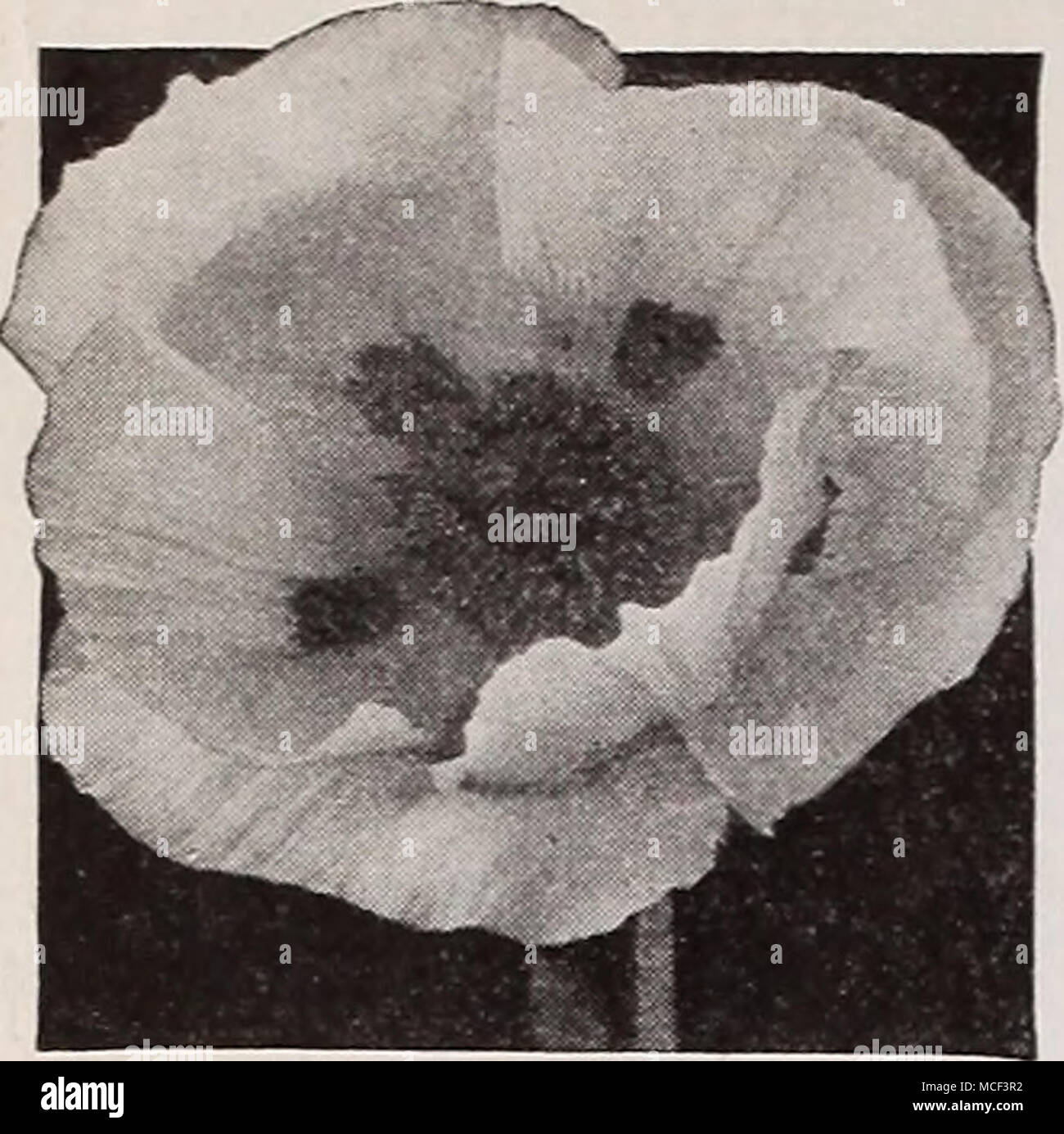 . Papaver orientale. Pavot d'Orient Papaver Pavot oriental onentale en fleurs fleurs glorieux abondamment durant les mois de mai et juin. 17-418 Joyce. Joliment plissés sal- mon-fleur rose pétales. 2| pi. de hauteur. 30c chaque ; 3 pour 85c ; 12 pour $3*00. Mme Perry 17-419. 2* pieds. Très belle rose-saumon ou orange-abricot. 30c chaque ; 3 pour 85c ; 12 pour 3$. 17-420 Olympia. 2 pieds. Flamme double voyantes fleurs écarlates avec du saumon d'or. S'étendra sur une surface importante dans quelques années. 30c chaque ; 3 pour 85c ; 12 pour 3$. 17-421 Perry's White. 2Heet. Blanc satiné avec tache marron-pourpre. 35c e Banque D'Images
