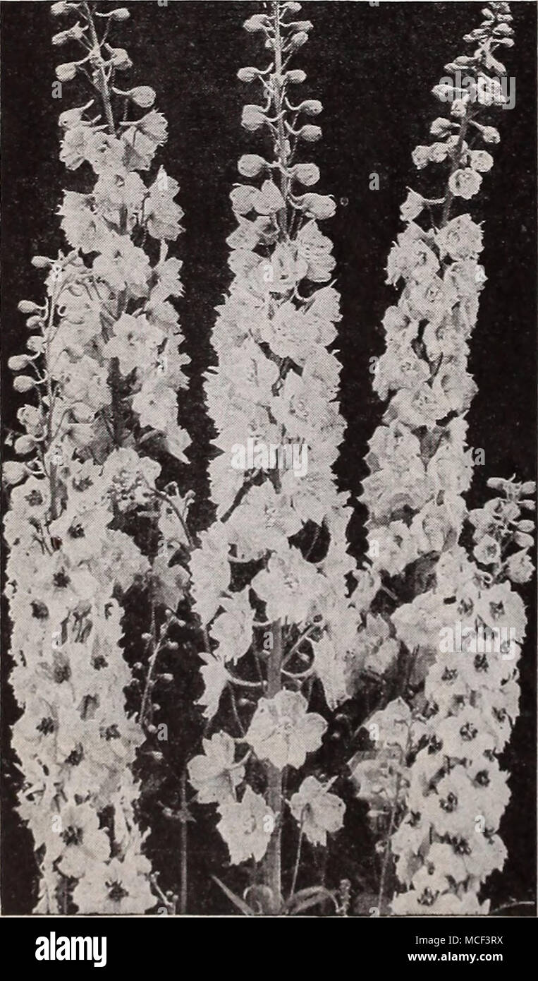 . Drcer's Giant Delphinium hybrides du Pacifique - Hardy's Giant Delphinium Dreer hybrides du Pacifique c'est de loin le meilleur souche de Delphinium en existence aujourd'hui. Des pointes de magnifique beauté inspirante avec e.xquisitely ont formé des fleurs sur des tiges de canne-hke. Résistant aux maladies. 17-181 Black Knight. C'est le violet le plus foncé de tous les delphiniums. Une couleur très riche avec ghstening sheen. 17-182 geai bleu. L'bluest de tous les tons de bleu allant de moyen à foncé foncé contrastant fortement avec les abeilles. Très résistant à la moisissure. 17-183 Galahad. Blanc clair d'une taille énorme. PjTamidal s pics gracieux Banque D'Images