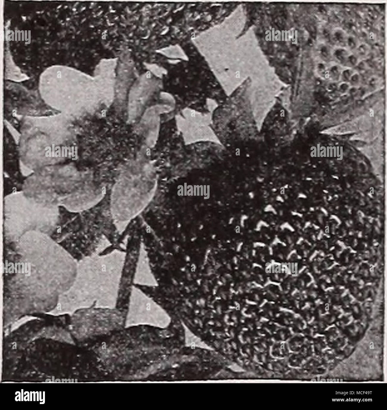 . Mastodon Mastodon fraises fraise remontante. Suprême jeu Plantes ce printemps vous donnera une récolte splendide des grands, petits fruits juteux doux, tout au long de la fin de l'été et l'automne. Très productifs, des couleurs splendides, et plus succulent saveur. Une variété très fiable de la qualité de l'élite. 12 pour 75c ; 25 pour 81,00 ; 81,50 ; 50 pour 100 pour 82,50 ; 1000 pour 815,00. Sélectionner les variétés Standard Big Joe. Une belle saison. Chesapeake. Fin préférés. Marshall. Milieu de la saison. Le premier ministre. . Bien tôt. .1 ny du ci-dessus : 12 pour 40c ; 25 pour 65c ; 50 pour 81,00 ; 81,50 ; 100 pour 1000 pour 810,00 Nouveau Strawberr Banque D'Images