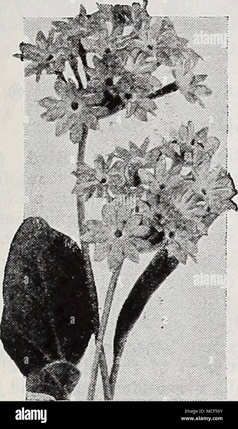 . Abronia-Sand Verbena Abronia-5anrf Verveine ® un lOOB Umbellata rosea. Un traiHng voyantes avec des têtes de fleurs parfumées pas contrairement à ceux d'une verveine. Les fleurs sont rose vif avec un centre blanc. Adapté pour sécher les positions ensoleillées et les sols pauvres. Les graines germent plus facilement si le papier enveloppe est enlevée avant le semis. 6 pouces de haut. Pkt. 10c ; j'oz. 25C. L'Achillea-ifa7/Cl7 H ® 1013 Millefolium rubrum. Rouge lumineux flowerheads supportés profusément sur plantes vigoureuses, de 2 pieds de haut. Pkt. 10c ; une pkt. 40c. Achillée Ptarmique 1015, la perle. L'un des meilleurs blanc hardy vivaces. Cultive environ 2 pieds de haut et est cove Banque D'Images