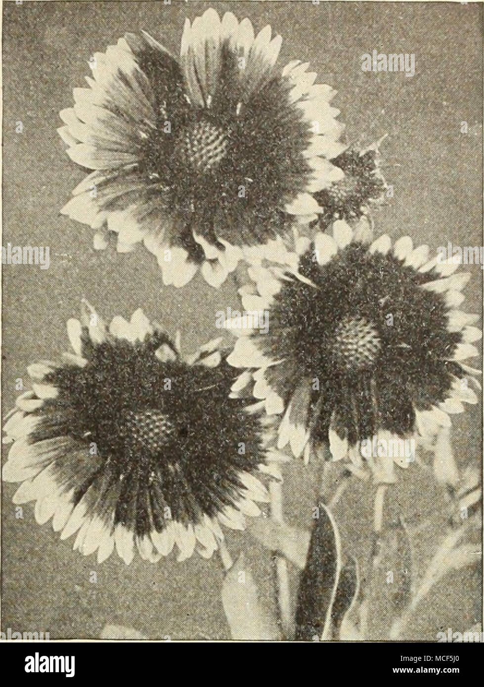 Panlcul Gypsophile Gaillardia Grandiflora Helianthus Hardy