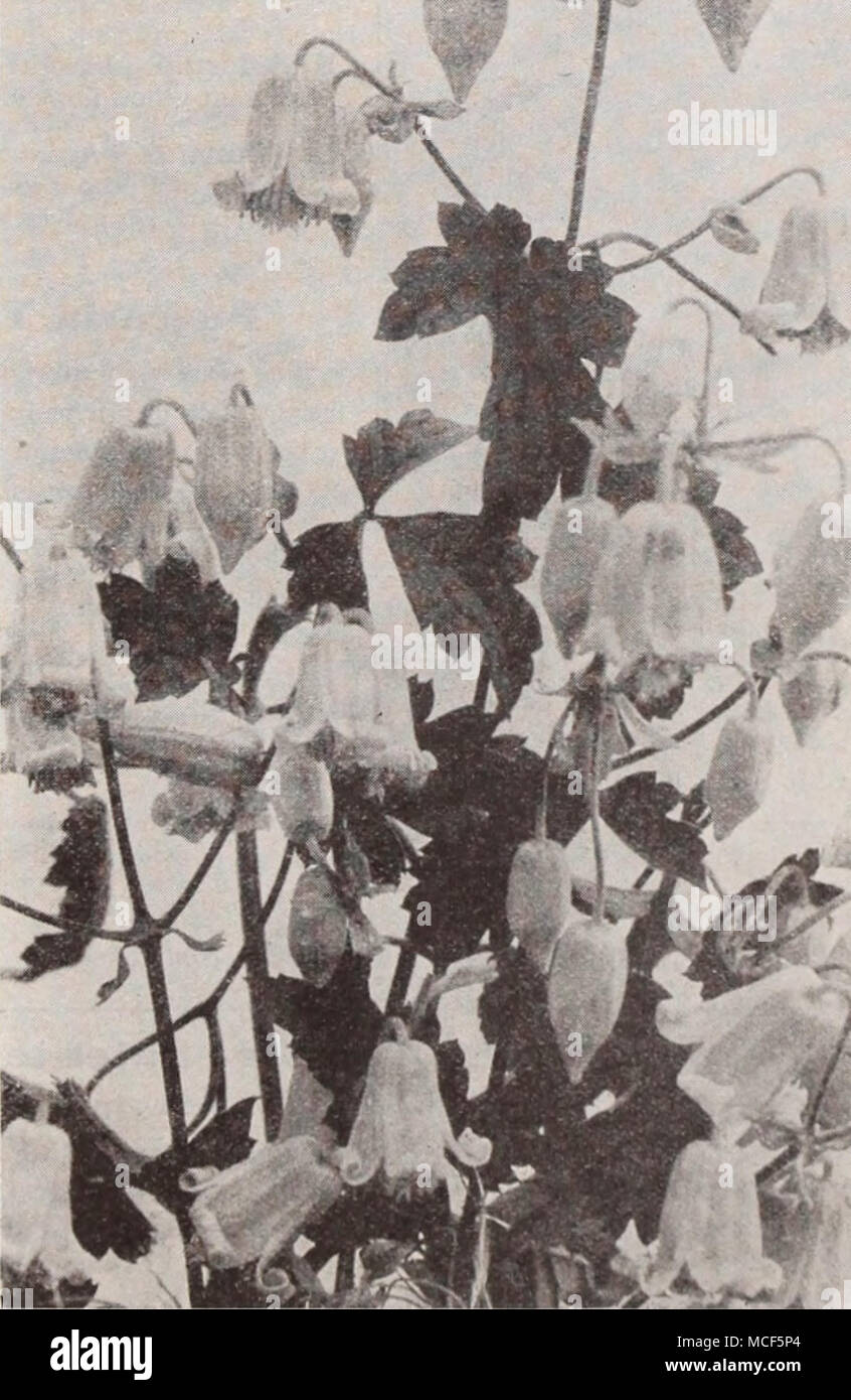 . Clematis Veitchiana (Honeybells) l'Aube nouvelle Rose, la première plante brevetée, est décrit et illustré à la page 121 Banque D'Images