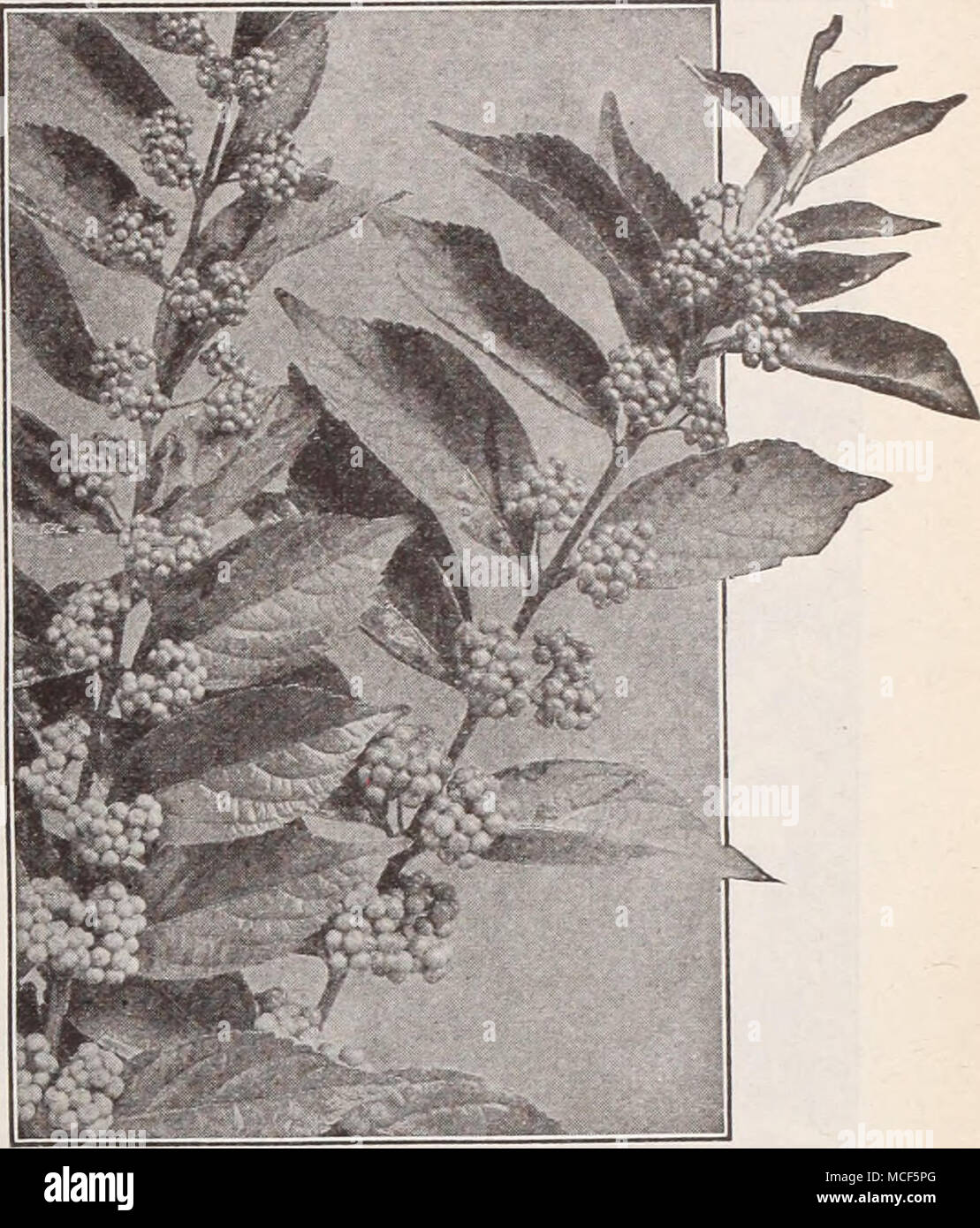 Callicarpa Purpurea Calycanthus Floridus Arbuste Doux Un