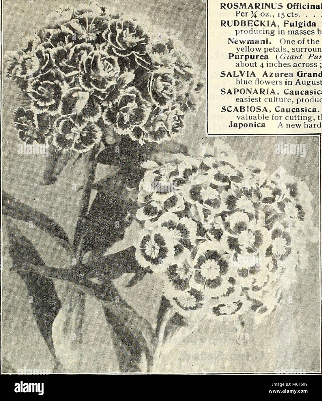 Par Rosmarinus Officinalis Romarin Le Vieux Favori Herbe