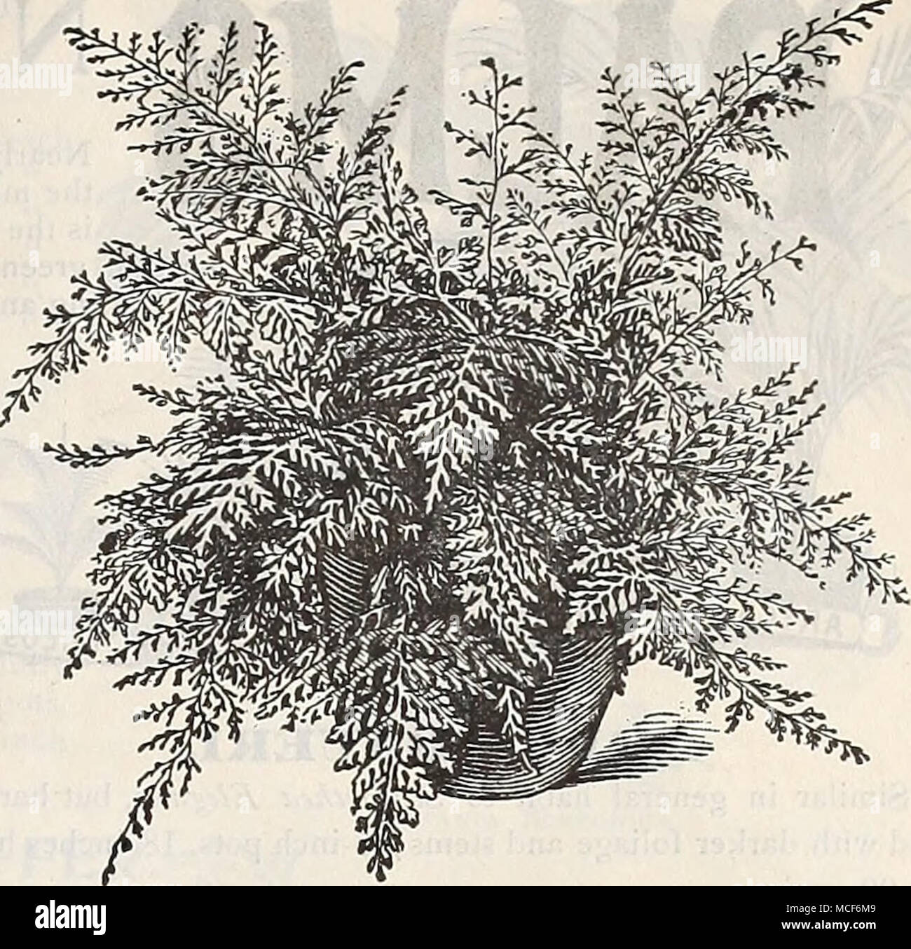 . Davallia stricta. Un nain fougère arborescente. 15 et 25 cts. Banque D'Images