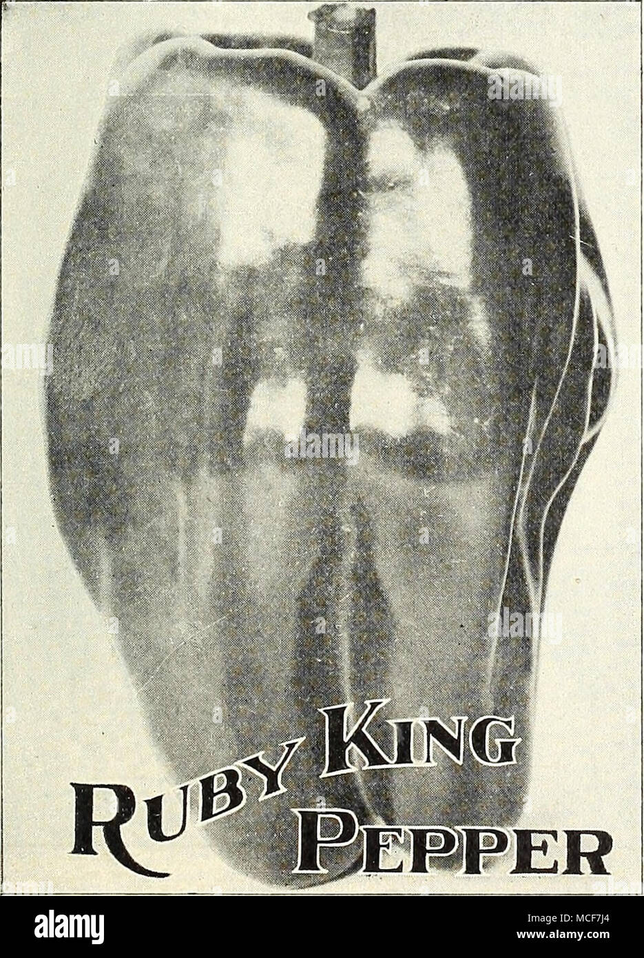. RUBY KING. (Voir coupe.) Une variété qui est excellent pour les mangues et de décapage. Les fruits sont d'environ quatre pouces de long, chair épais et très doux. La couleur est vert foncé, tandis que les jeunes, se tournant vers un rouge vif à maturité.  % Oz., 25 cts. ; oz., 40 cts. ;  % lb., .$1.10 ; lb., .$4.00. PIMIENTO. Le plus doux de tous les poivrons. De taille moyenne et productifs. La chair est épaisse et lorsque mûre les poivrons sont une couleur rouge brillant et très attrac- tive. C'est très bien pour la farce et qu'il peut être utilisé dans les salades d'office et pour l'assaisonnement.  % Oz., 25 cts. ; oz.. 40 cts. ; 14 lb., .$1.10 ; lb., 4,00 $. Le géant chinois. P Banque D'Images