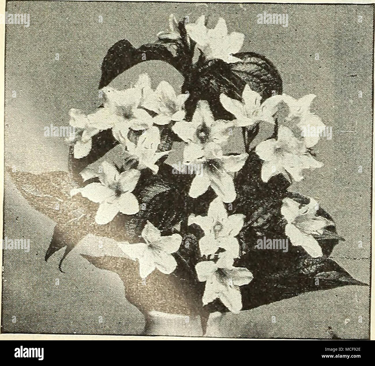 . Weigelia Coquette (offert à la page 191). Type de nouveau Double Lilas Syringa, ou lilas-continnea. Persica lilas Alba. Les fleurs blanc lilas de Perse- tion. 25 cts. chaque. - Le Président (irevy (Nouveau). Belle couleur lilas en panicules ; longues fleurs grandes et double. 50 cts. chaque. - Rothmagensis (Rouen) Lilas. L'un des plus beaux, avec des panicules de grande taille d'une couleur rougeâtre-lilas ; très free flow- ering. 25 cts. chaque. - Virginite (Nouveau). Chambre double très doux ; couleur rose ; une toute nouvelle et roman V- couleur. 50 cts. chaque. Le Tamarix africana (Tamaris). De plus en plus forte, les arbustes, irréguliers, avec plumes Banque D'Images