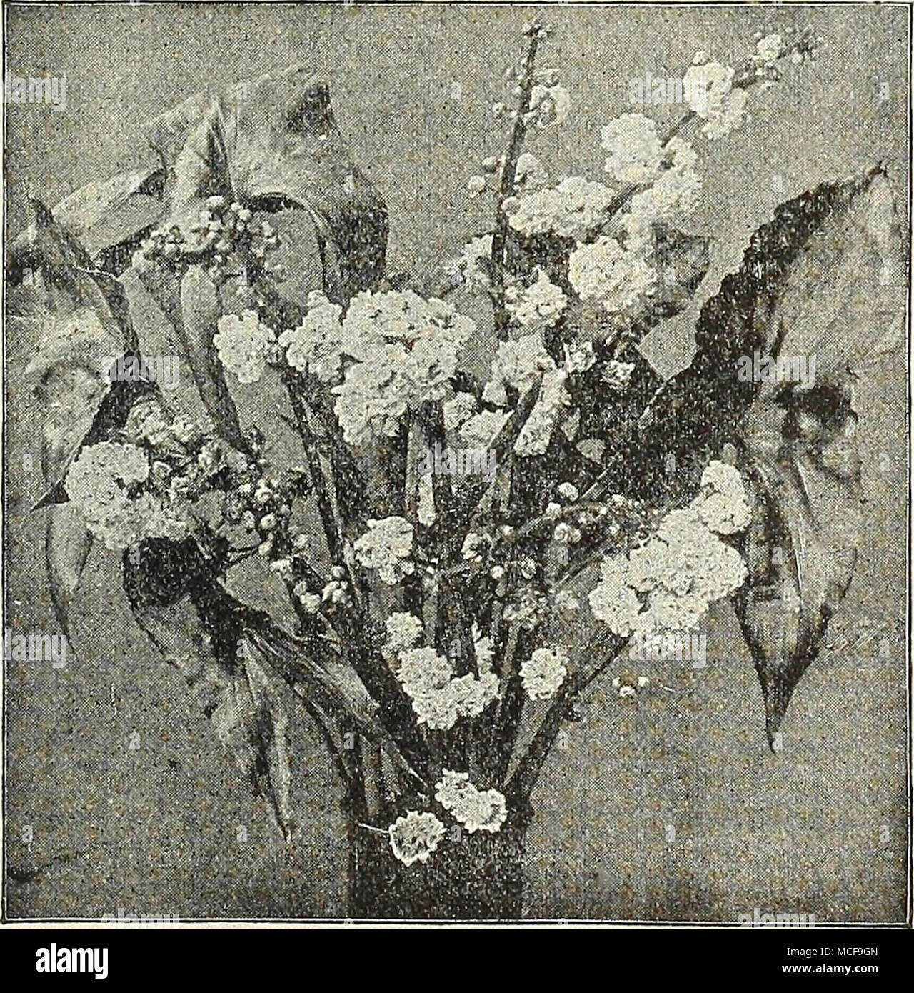 . Sagittaria Japonica Fl. Pl. Cyperus. Différentes sortes. (Voir page 112.) ( Eichhornia jacinthe d'eau). (Voir page 112.) L'Hydrocharis Horsus-ranae. Rosettes de vert clair, en forme de cœur, feuilles flottantes et soyeux de la poignée de racines, fleurs blanches. 20 cts. chaque. Frog-Bit Limnobium Spongia (américain). Vert foncé, feuilles en forme de cœur, violacés en dessous. 10 cts. chaque. Limnocharis ( eau Coquelicot). (Voir page 112). Ludwigia. Mulerttii Une plante avec des tiges submergées flottant ; la petite feuilles ovales sont d'un vert bronze brillant ; de petites fleurs jaunes produites au-dessus de l'eau. 15 cts. Chaque. riyriophyllum (Parrot's Feat Banque D'Images