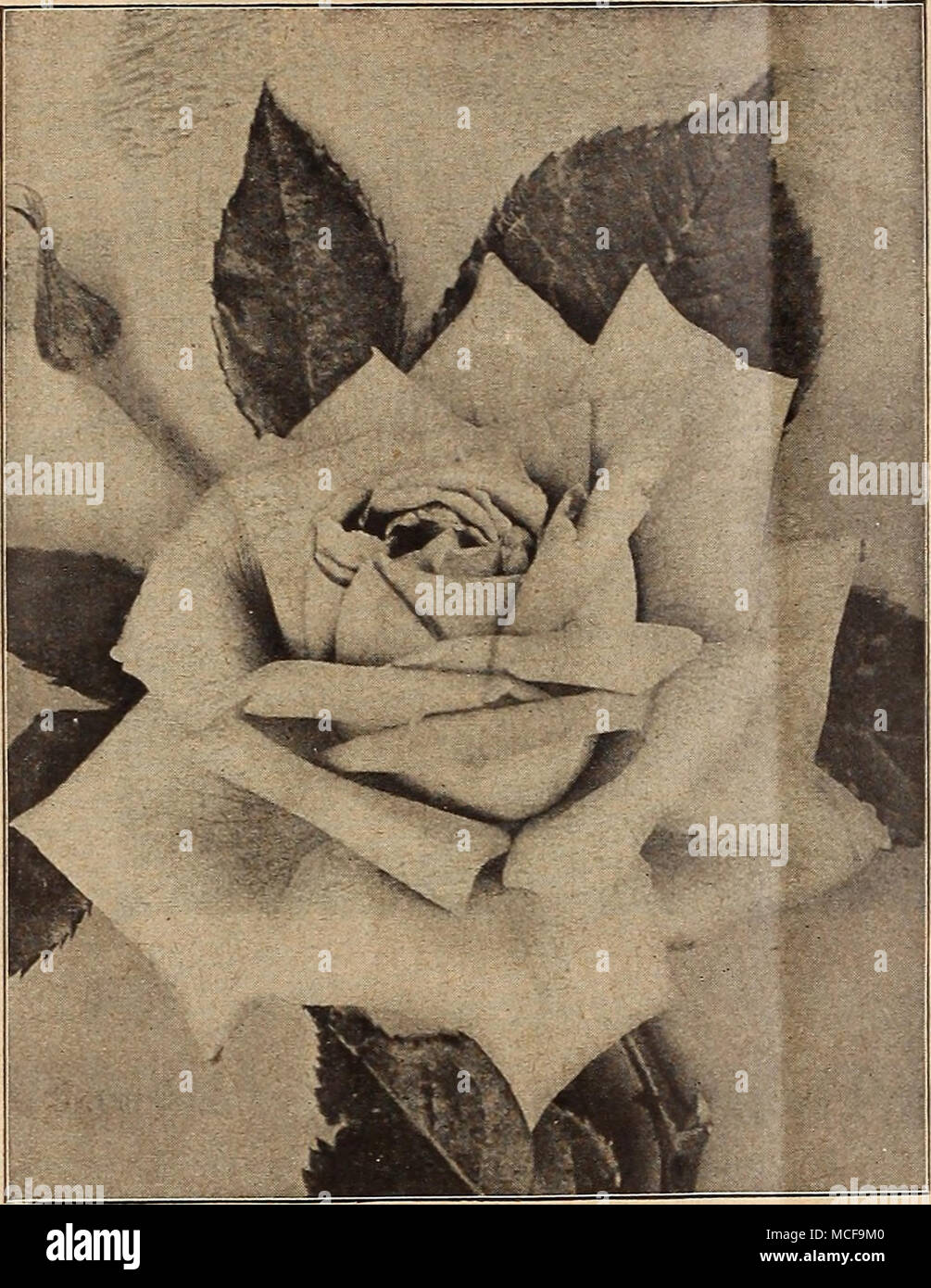 . Rose Thé, William R. Smith Maman Cochet. Un producteur extra fort de la production de ses gros bourgeons et fleurs dans la plus grande profusion ; couleur fuchsia-rose, la face interne des pétales de couleur rose ; très simple et exquis dans l)ud ou lorsque véritable. 40 cts. chaque. Marie Van lioutte. Blanc, jaune teinté avec, souvent bordés de rose ; une abondante bloomer. 50 cts. chaque. Molly Sharman Crawford. Grand lit double, d'un magnifique blanc crème ; à la première modification au blanc pur. 50 cts. chaque. Douze roses thé sélectionner Extra. Plateau Roses ont toujours été admirés pour leur de- licieux parfum et pour leur delicac Banque D'Images