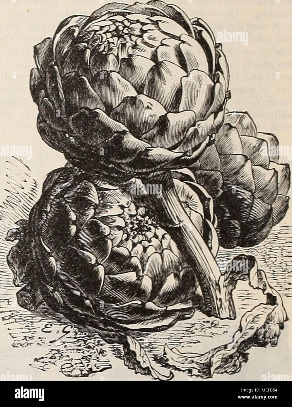 . ^»^^ j .-x^^^^l^ Gkeen Akpichoke Grand Globe. L'Dkeek EcLirsG Asfakagus. Couper pour utiliser la deuxième année après la plantation. Dl'eer's Eclipse (voir coupe.) L'une des plus grandes et meilleures. Foire de tiges de mesure 2 pouces de diamètre, et, même lorsque 12 à 1,5 pouces de long, sont parfaitement tendre et d'une délicate couleur vert. Pkt., 10 cts. ; oz., 15 cts. ; J lb., 30 cts. ; lb., paragraphe 1.00. Maillinoth de Barr. Une amende, de grandes tiges variété verte. Pkt., 5 cts. ; oz., 10 ; CIS. } lb., 25 EC. ; lb., 75 cts. Couover la colossale. Grand et productif. Pkt., 5 cts. ; oz.,10cts. ; FOC., 20 cts. ; lb., 60 cts. Palmetto. Une évaluation environnementale Banque D'Images