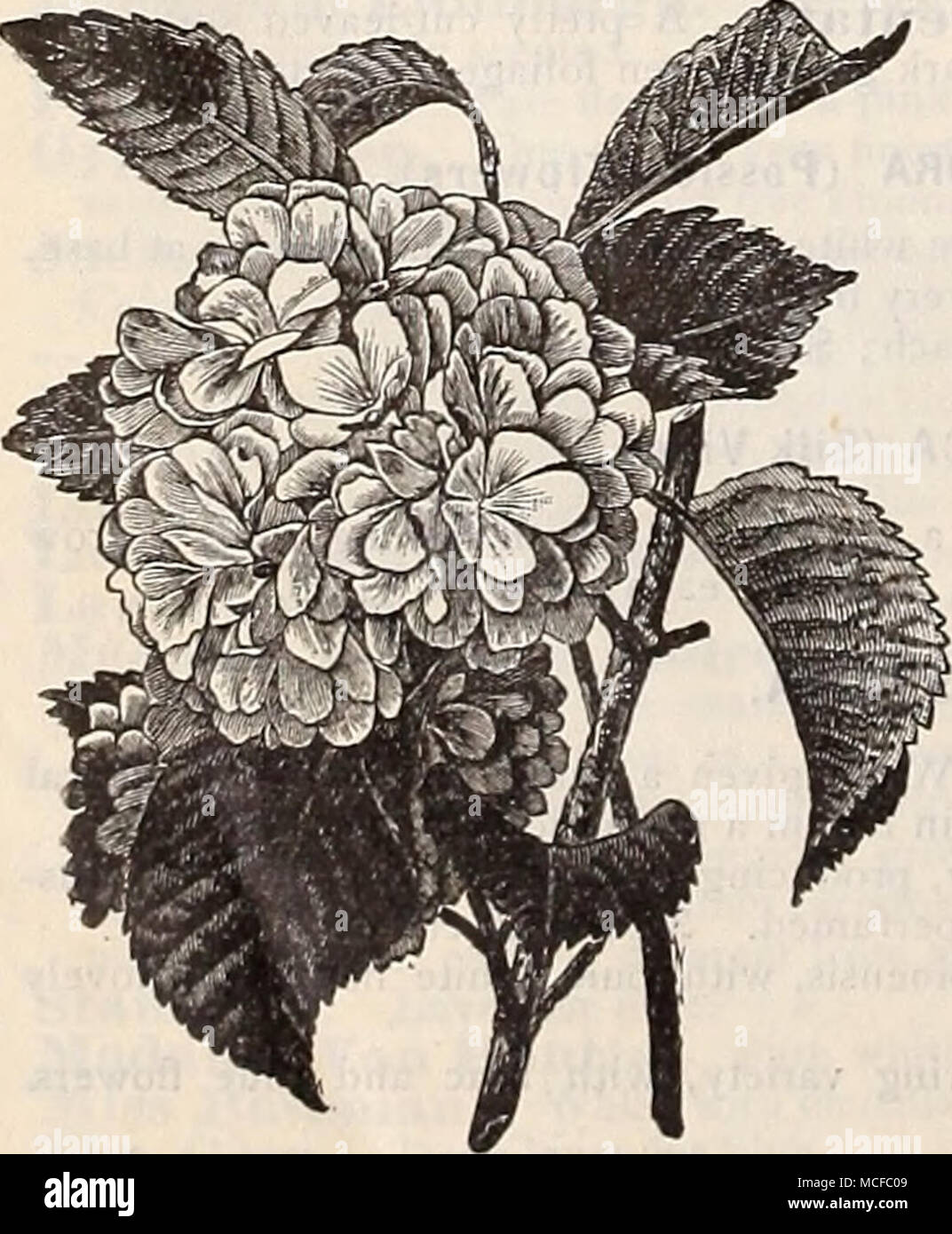 Le Japon Sboule Ouvert Mais Diplômés Changement Allié à