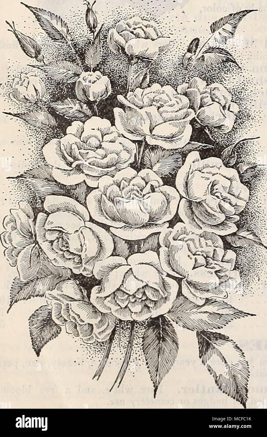 Rambler Jaune Rose Hardy Cii1iibi1vg Roses Belle De