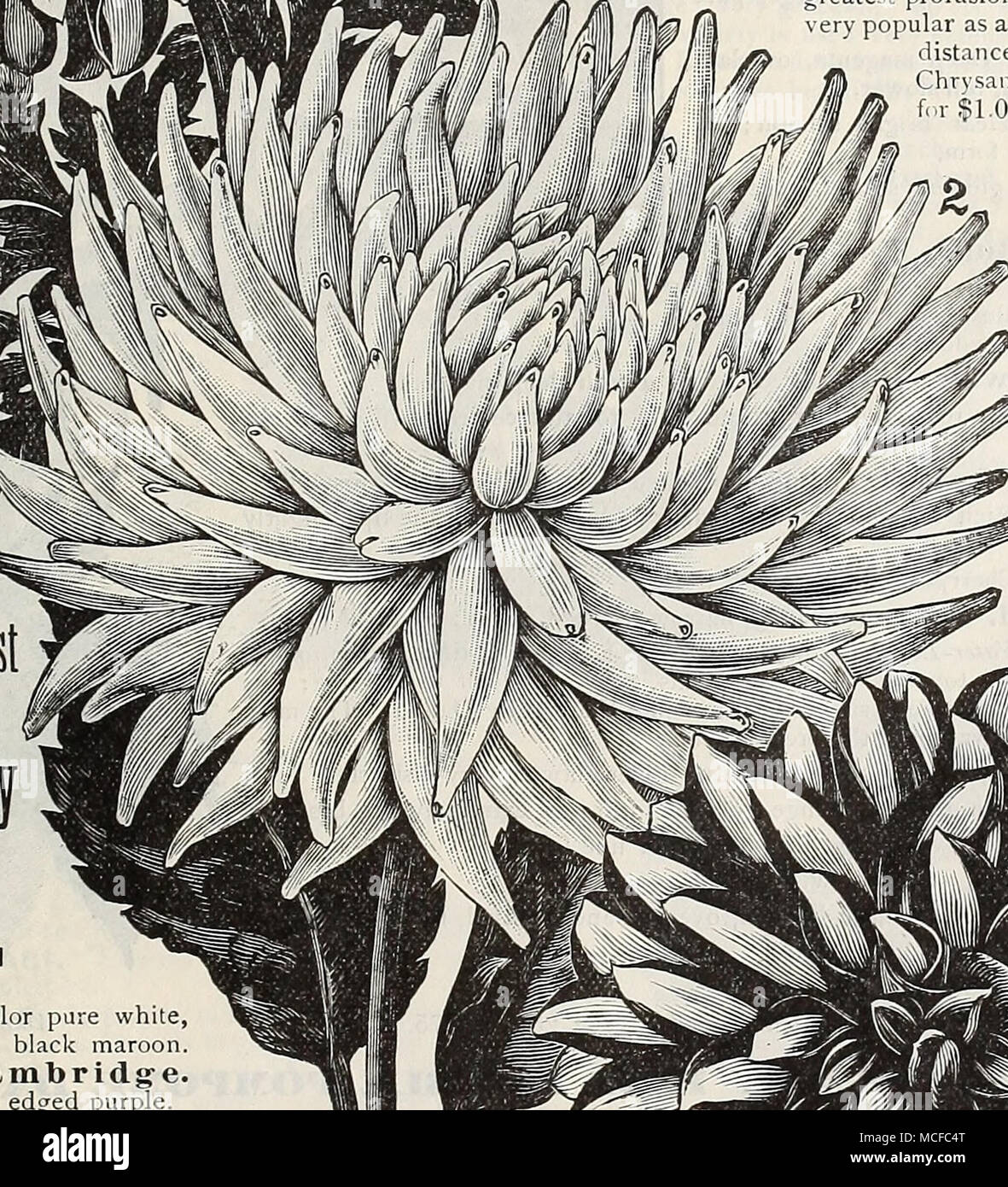 . Dandy. Couleur blanc pur, blanc et marron noir au crayon. La duchesse de Cambridge. Blanc, légèrement rose suff'utilisé mauve. Frank Smitll. Marron Noir Intense avec embout blanc rosé ; tout à fait distinct. Henry Walton, lourdement au sol jaune bordé de Vermilion ; superbe. John Keynes. Jaune clair, orange à rouge. Mlle Browning-. Jaune plus pure, chaque pétale de blanc pur. Mme Dexter. Une belle couleur saumon, de grande taille et de la forme. Nero. D'une couleur-marron, de forme fine. Penelope. Blanc, avec embout de forme fine ; violet. Plllton. Le plus beau jaune pur, de bonne taille et Banque D'Images