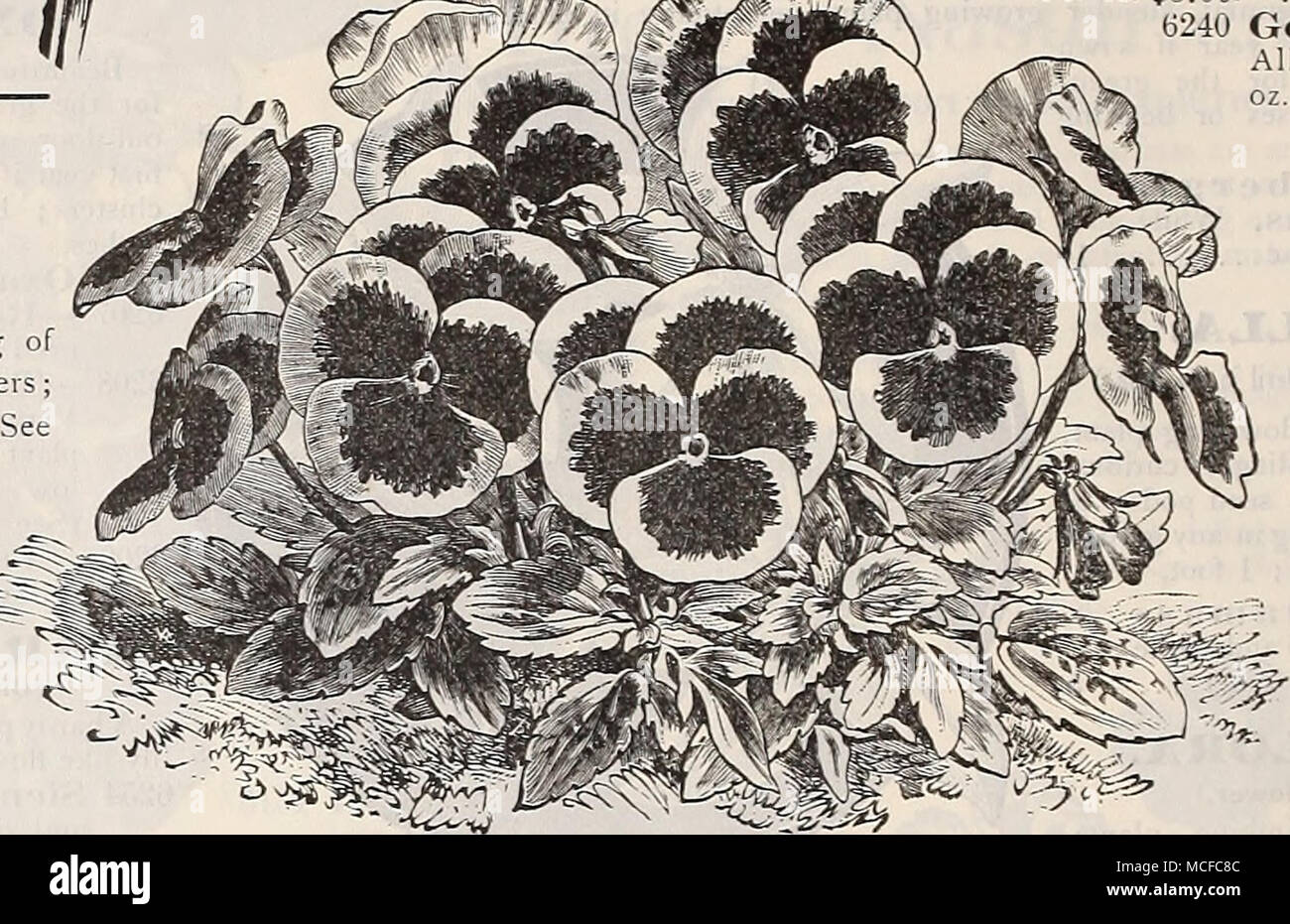 . 5025 COLLECTIONS IMPORTÉES DE PENSÉES IV2-19 Six va- ]â j e t i e s 40 â€s' 6239 Douze variétés, 75 Dreer's Royal Exhibition Pansy. Pensées DANS UNE COULEUR. 6242 6243 6221 6223 6234 6233 6226 6236 6225 6231 6232 6218 6324 6228 6229 6227 6241 par PKT. Rayé belge. Une belle classe, portant de belles fleurs de différentes teintes et de rayures. ... 10 couleur bronze.. 10 L'Empereur Guillaume. Bleu outremer brillant, avec un œil violet pourpre - 10 Faust {roi des noirs). Le plus foncé presque noir ; Pansy connu 10 Fiery Face.S. Une grande luminosité et voyante, tri-cramoisie scarlet avec go Banque D'Images