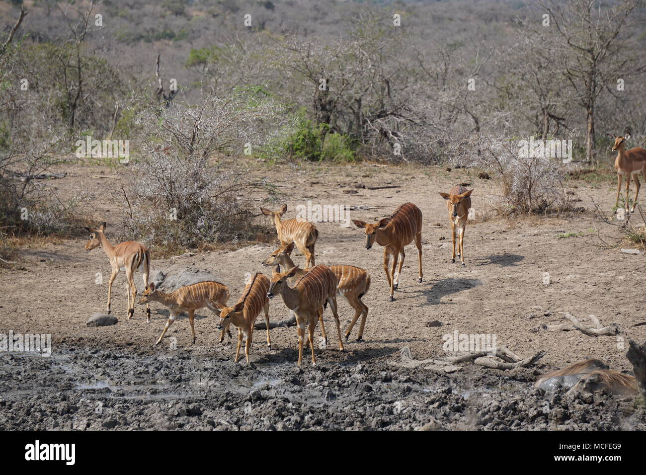 Groupe d'Impala à l'abreuvoir, Hluhluwe Game Reserve Banque D'Images