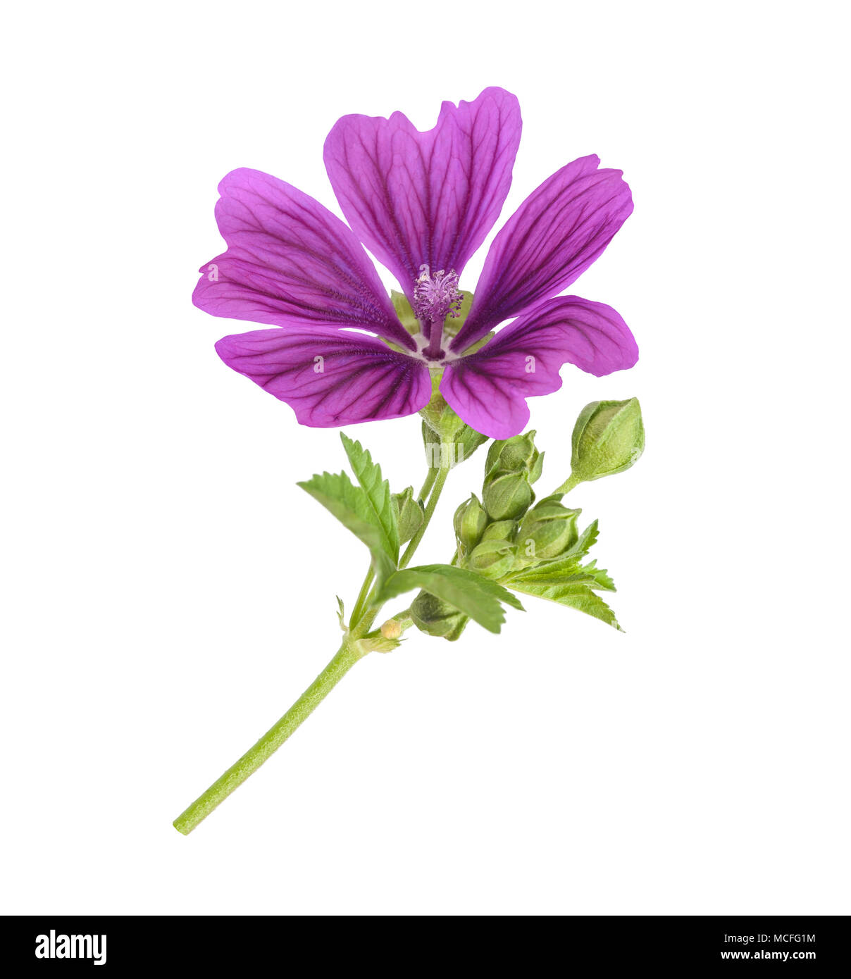 Mallow plante avec flower isolated on white Banque D'Images