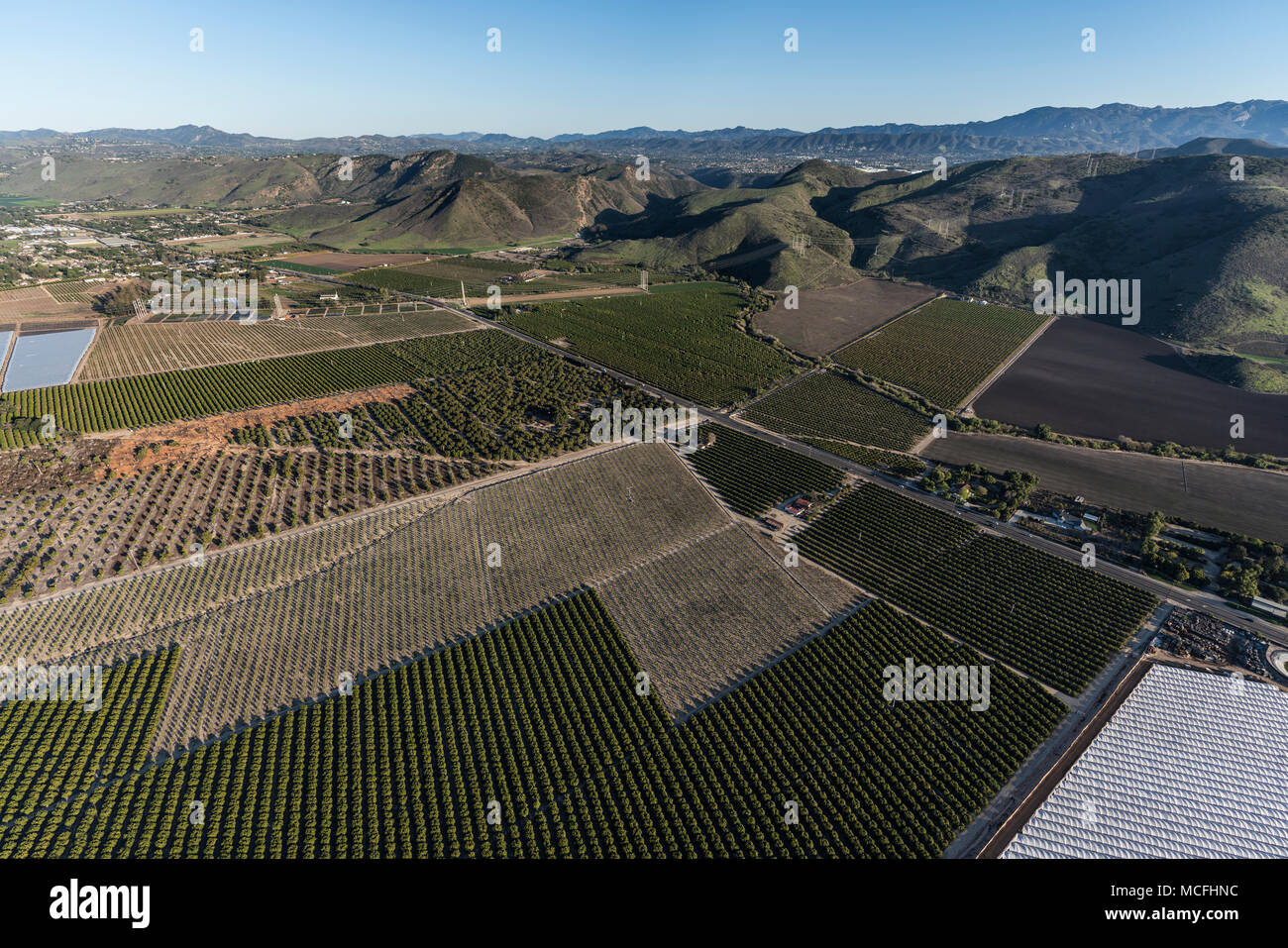 Vue aérienne de vergers, oliveraies et champs de ferme près de Camarillo dans le comté de Ventura, en Californie. Banque D'Images