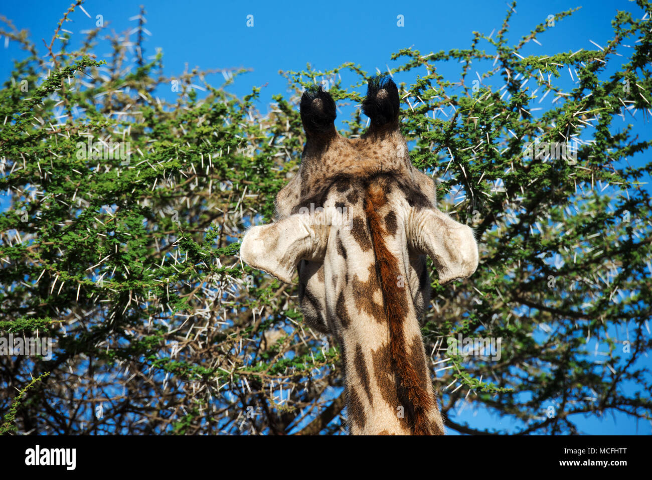 CLOSE UP OF MASAI Girafe (Giraffa TIPPELSKIRCHI) de manger les feuilles d'ACACIA, LE PARC NATIONAL du Serengeti, Tanzanie Banque D'Images