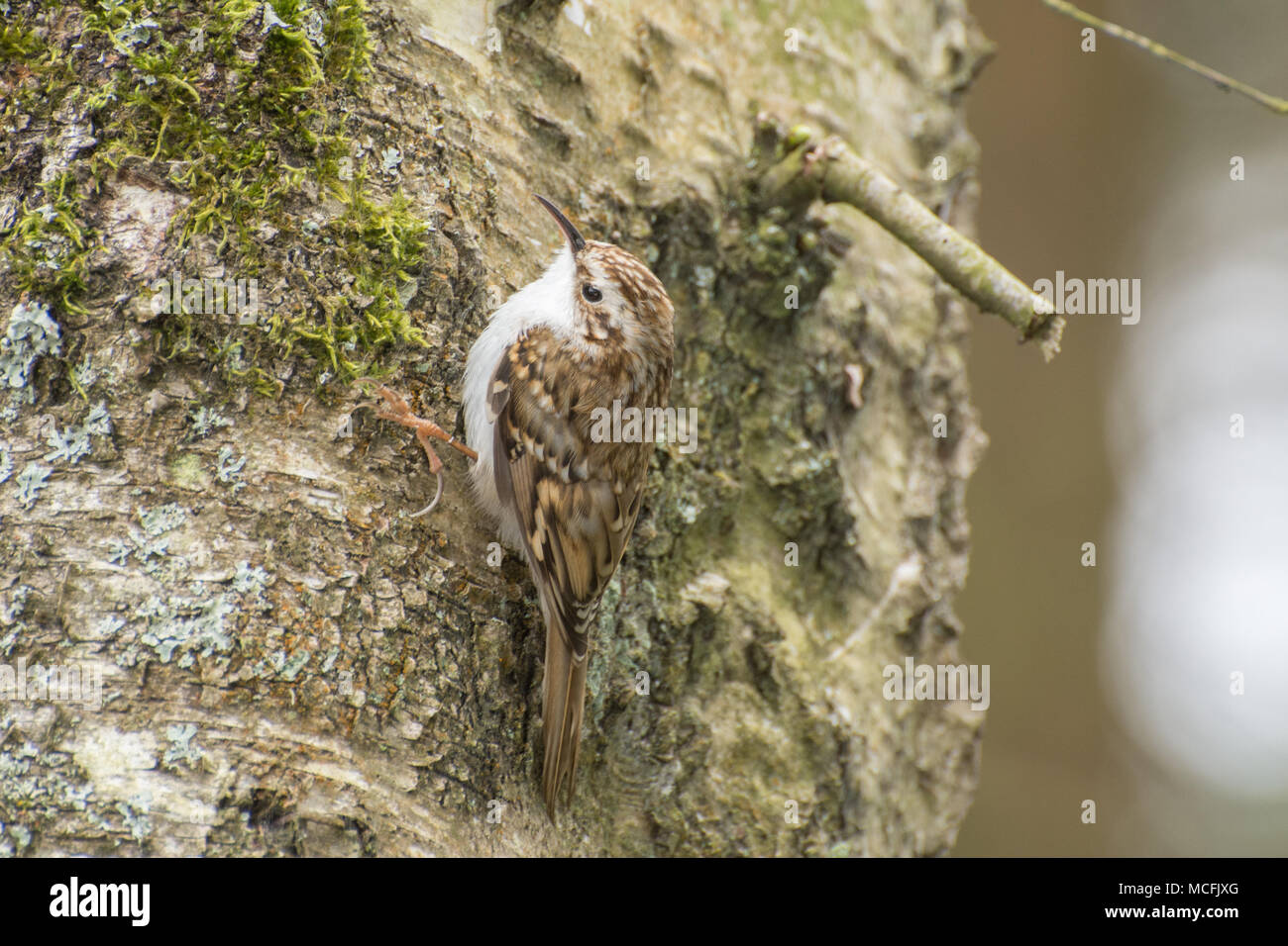 Tree creeper Certhia familiaris) (oiseau sur tronc d'arbre à Farnham RSPB Heath Nature Reserve, Surrey, UK Banque D'Images