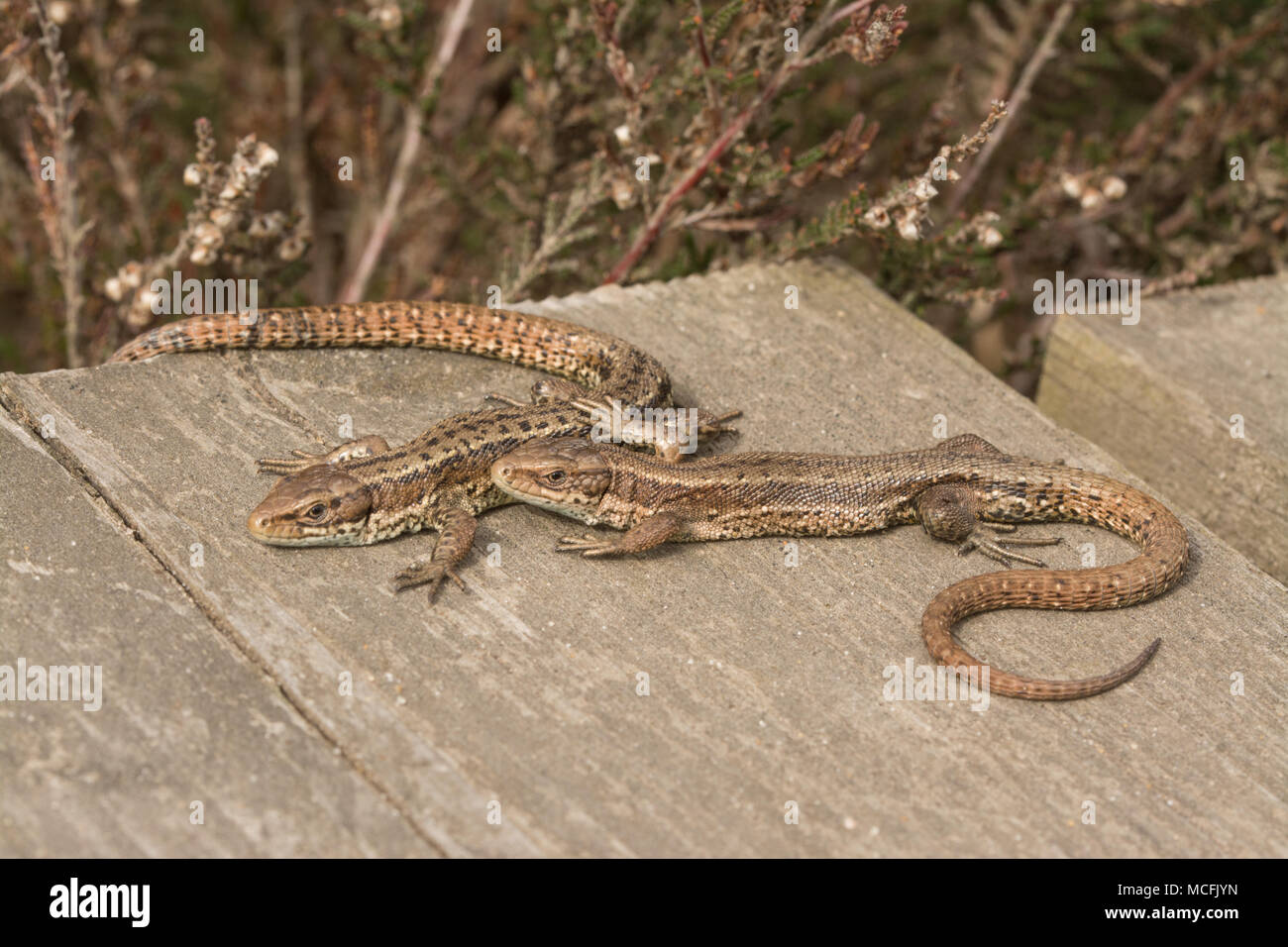 Paire de lézards communs, aussi appelé lézard vivipare (Zootoca vivipara) se dorant dans la chaleur du soleil sur la promenade de Thursley, Commune Surrey Banque D'Images